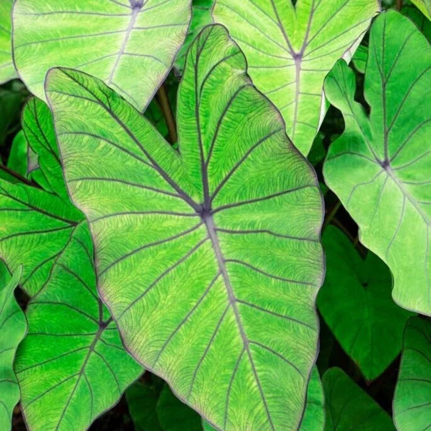 Blue Hawaii Elephant Ear Bulbs, Large Colocasia Esculenta, Tropical Foliage, Live Plant, Exotic Garden Starter