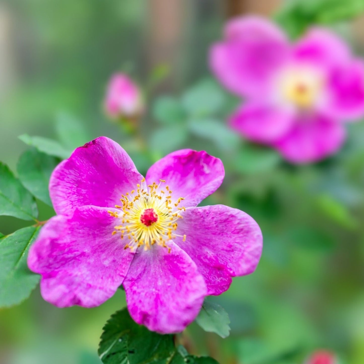 Woods' Rose Seeds 50 Pack - Rosa woodsii Wildflower Native Perennial Garden Seeds