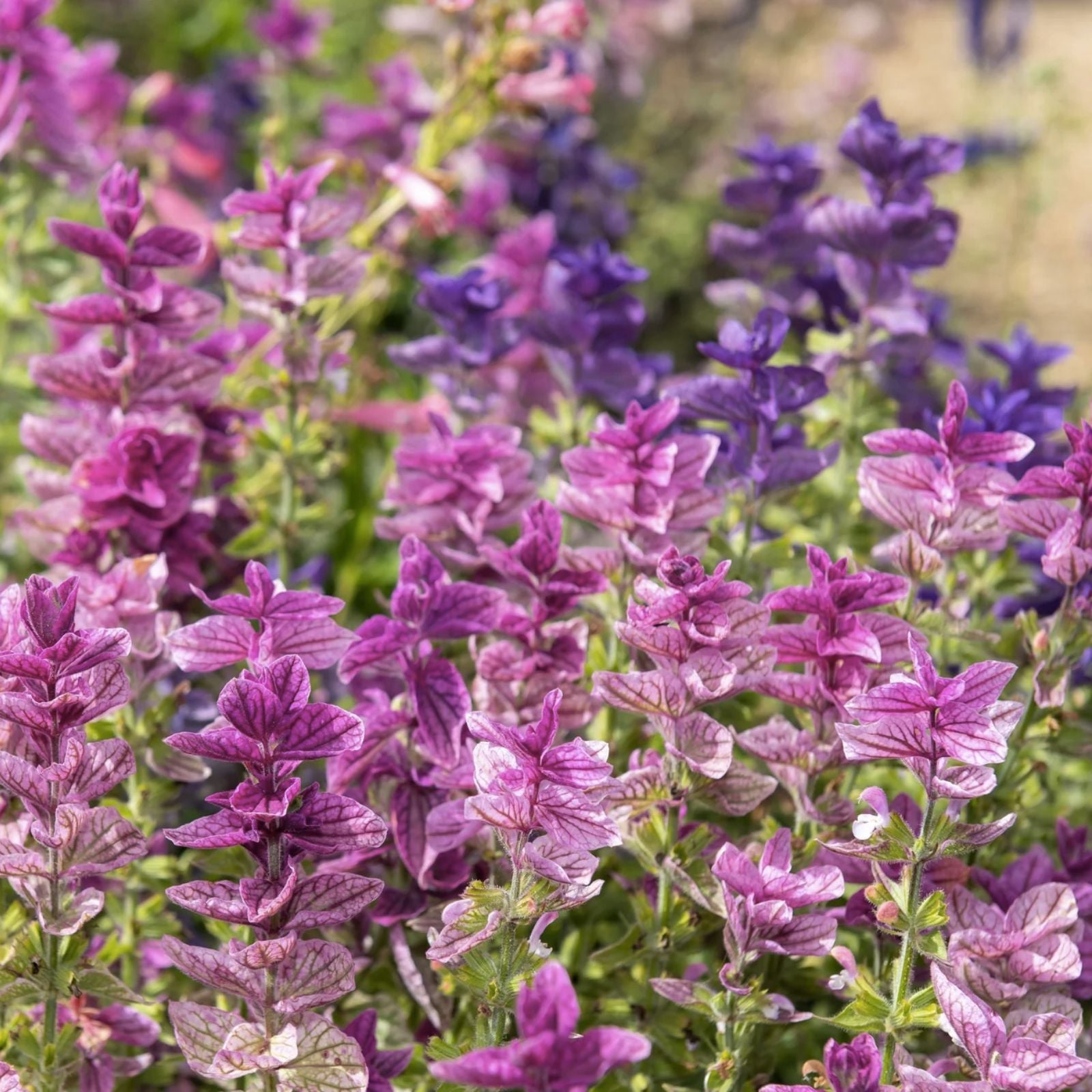 Tricolor Mix Clary Sage Seeds for Planting - 100 Seeds - Salvia sclarea - Herb Garden, Aromatic, Medicinal Plant Seeds