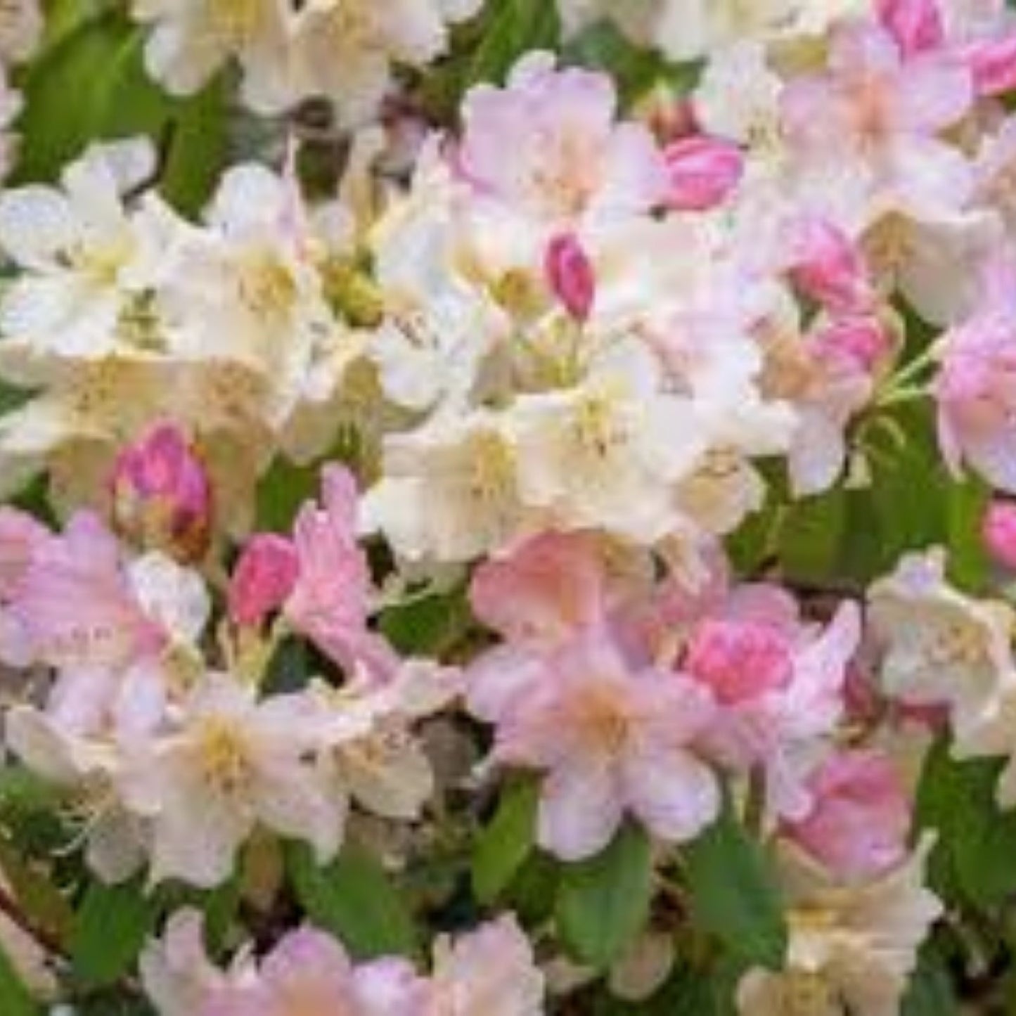 Azalea Plant - Pink & Yellow Rooted Rhododendron Garden Rainbow - Flowering Shrub for Garden or Landscape