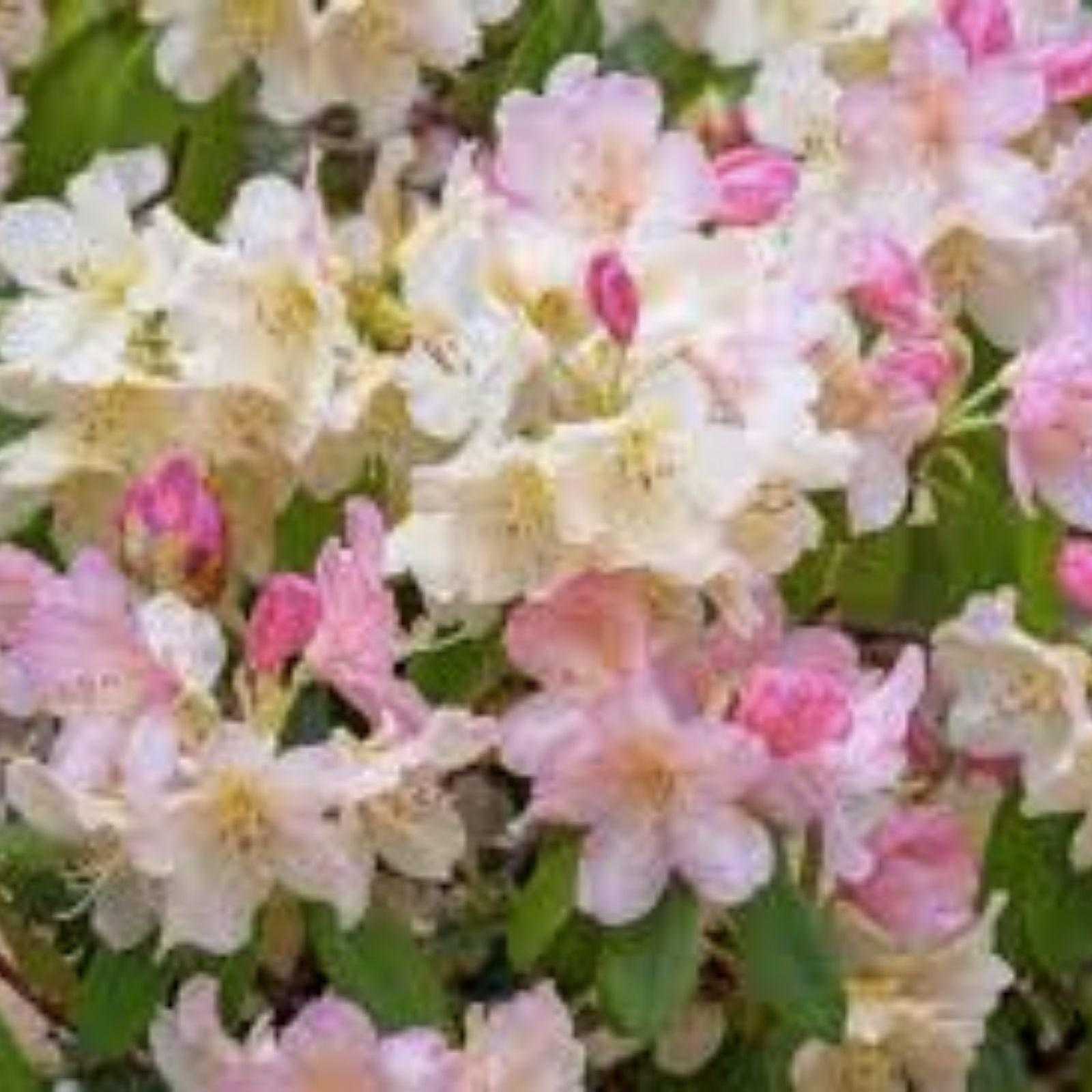 Azalea Plant - Pink & Yellow Rooted Rhododendron Garden Rainbow - Flowering Shrub for Garden or Landscape