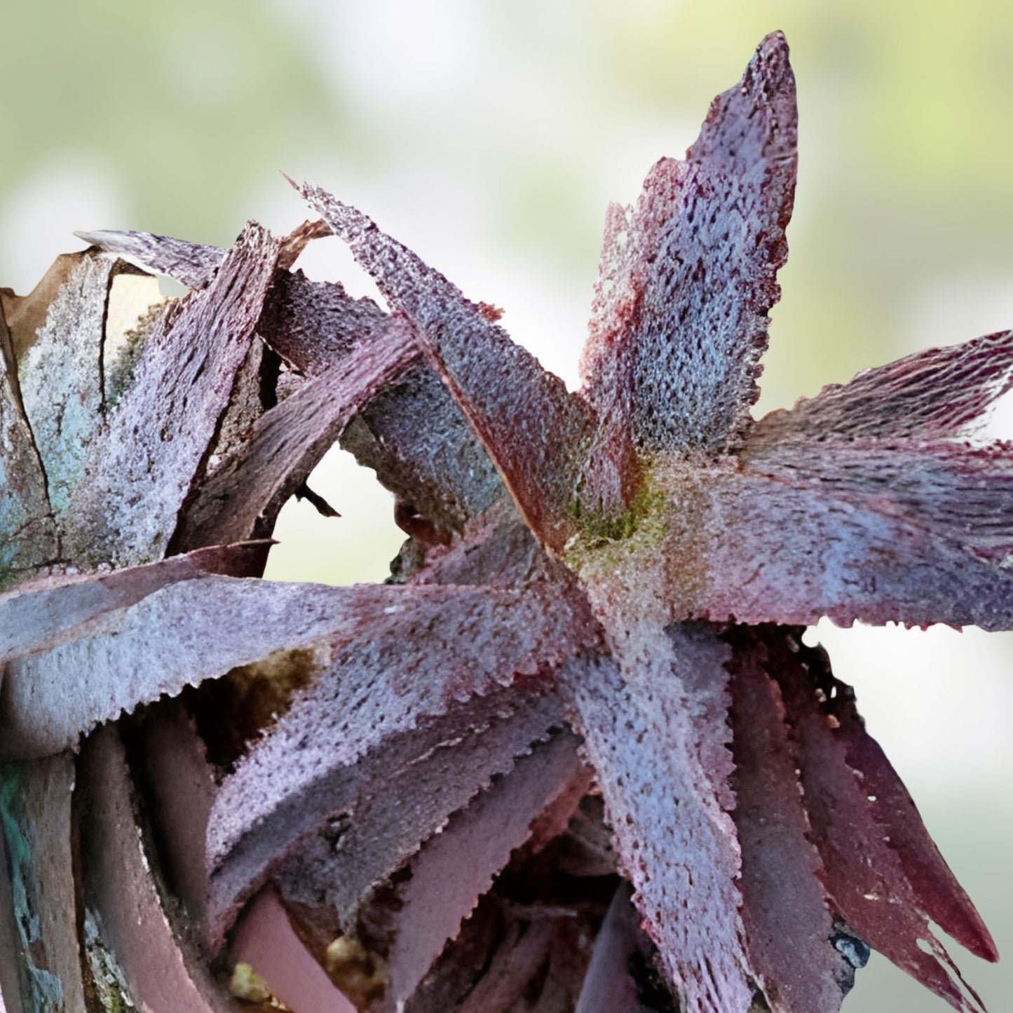 Aloe Hybrid Rooted Cutting - Inflamed Variety, Tim Harvey Hybrid, Succulent Plant for Indoor Gardening
