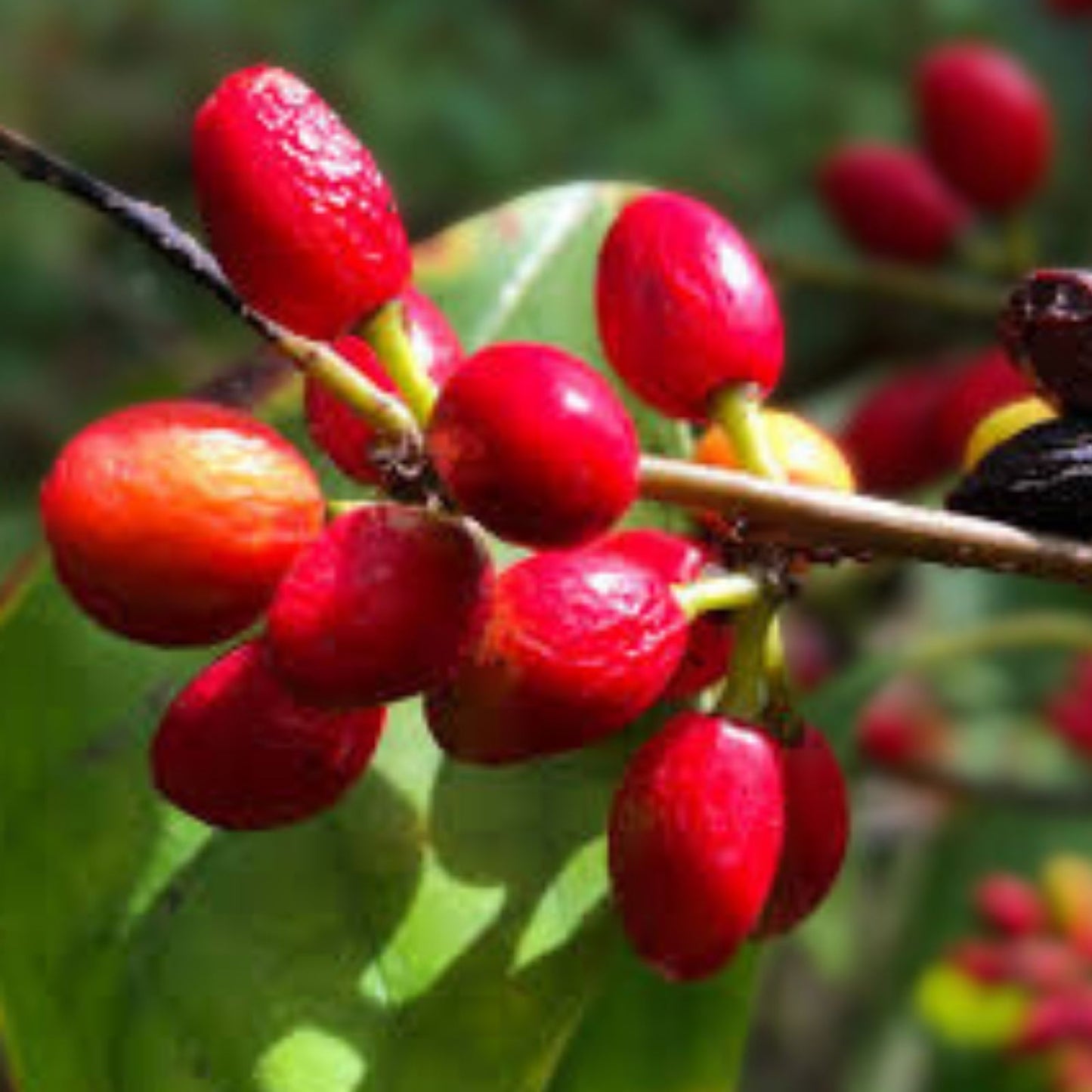 Spicebush Seeds for Planting – Lindera benzoin – Native Perennial Plant – Made in USA, Ships from Iowa