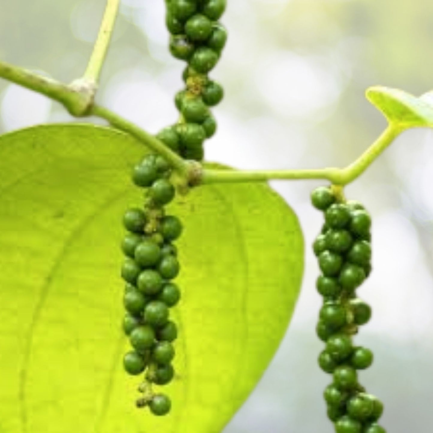 Organic Black Beauty Peppercorn Seeds - Heirloom Variety, Piper nigrum, 10 Seeds, Free Shipping