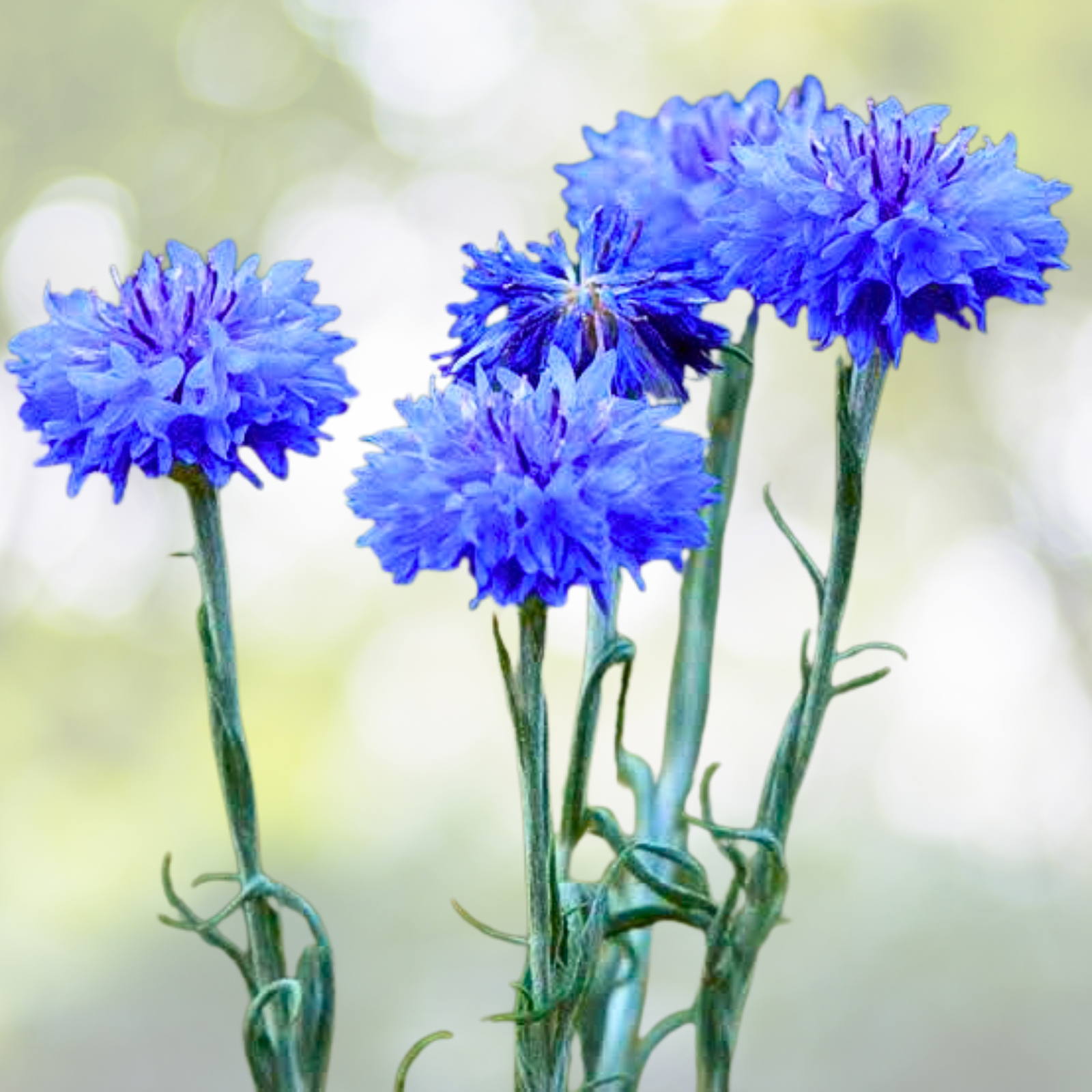Cornflower Seeds Bulk Pack - Heirloom Bachelor Button, Non-GMO, 1500 Seeds - Centaurea cyanus
