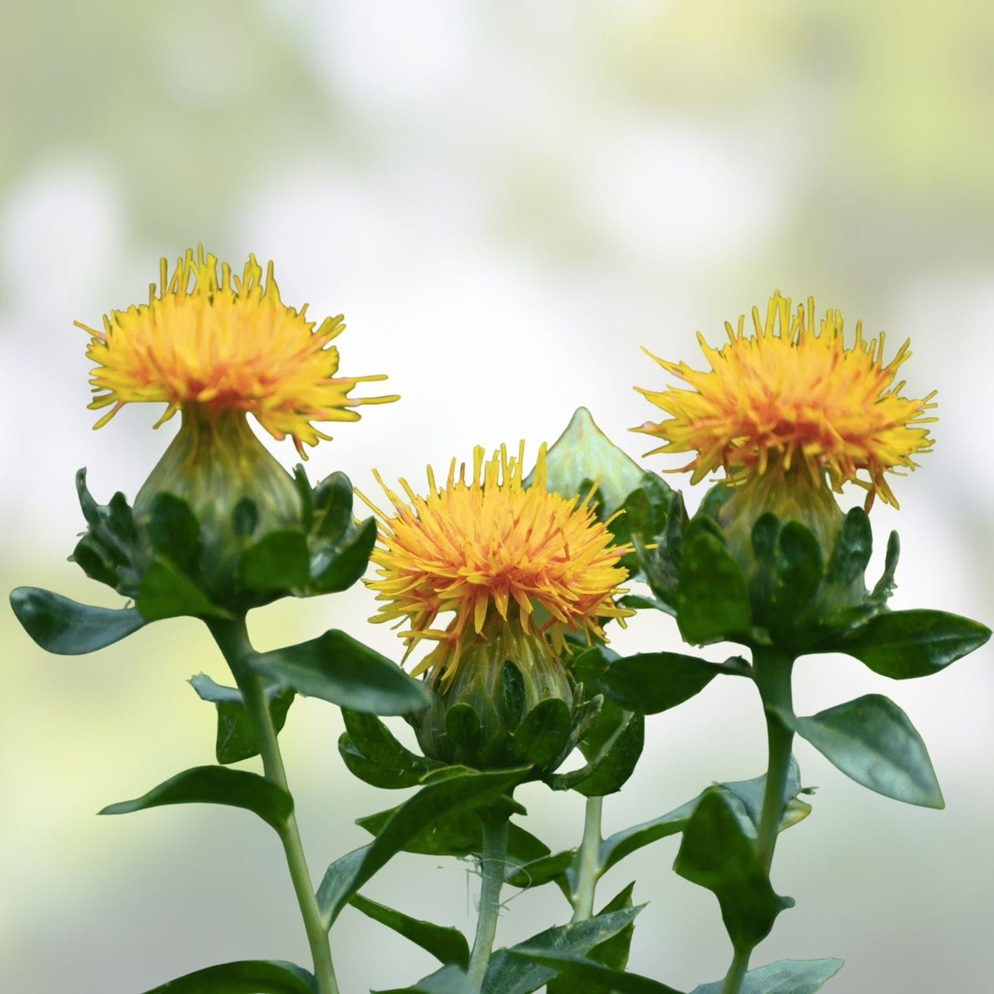 Zanzibar Safflower Flower Seeds - 30 Mixed Color Carthamus tinctorius for Planting, Ornamental Garden Flowers