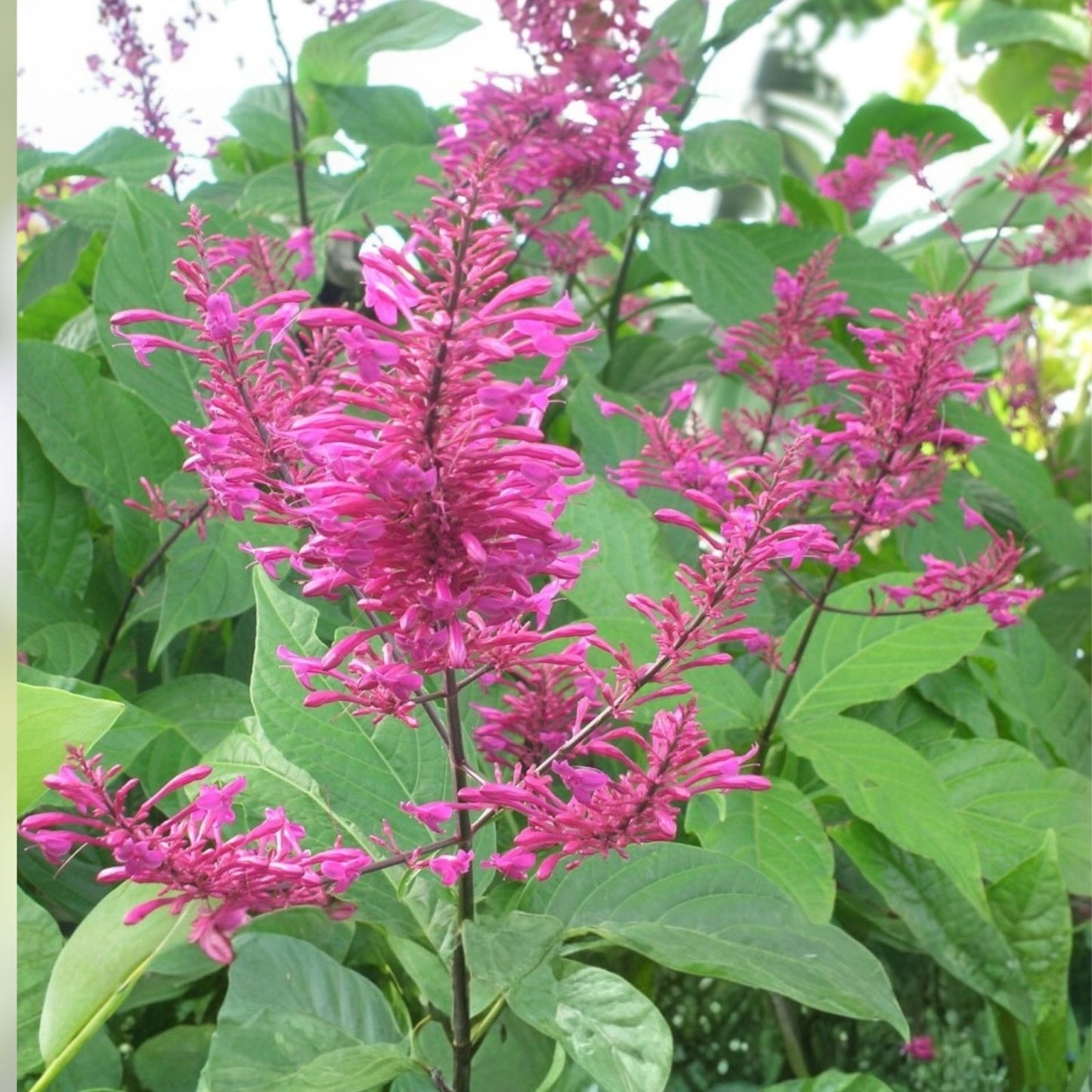 Purple Firespike Cuttings – 10 Organic Plant Cuttings for Butterfly & Hummingbird Garden – Odontonema callistachyum