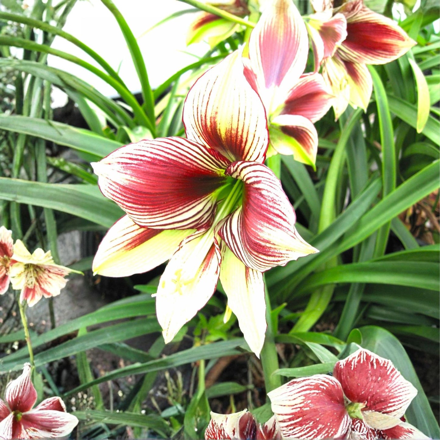 Amaryllis Bulb Medium 15-18 cm Butterfly Papilio Live Plant for Indoor Gardening Hippeastrum papilio