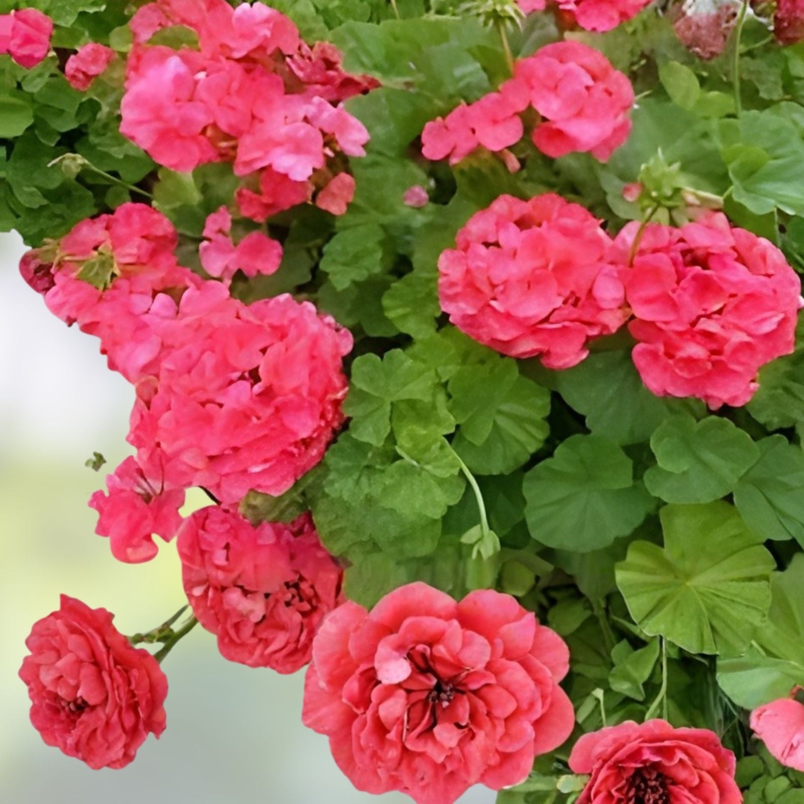 Hardy Geranium Cuttings 5x6" Fragrant Red Orange Flowers Pelargonium Gardening Plant Clippings