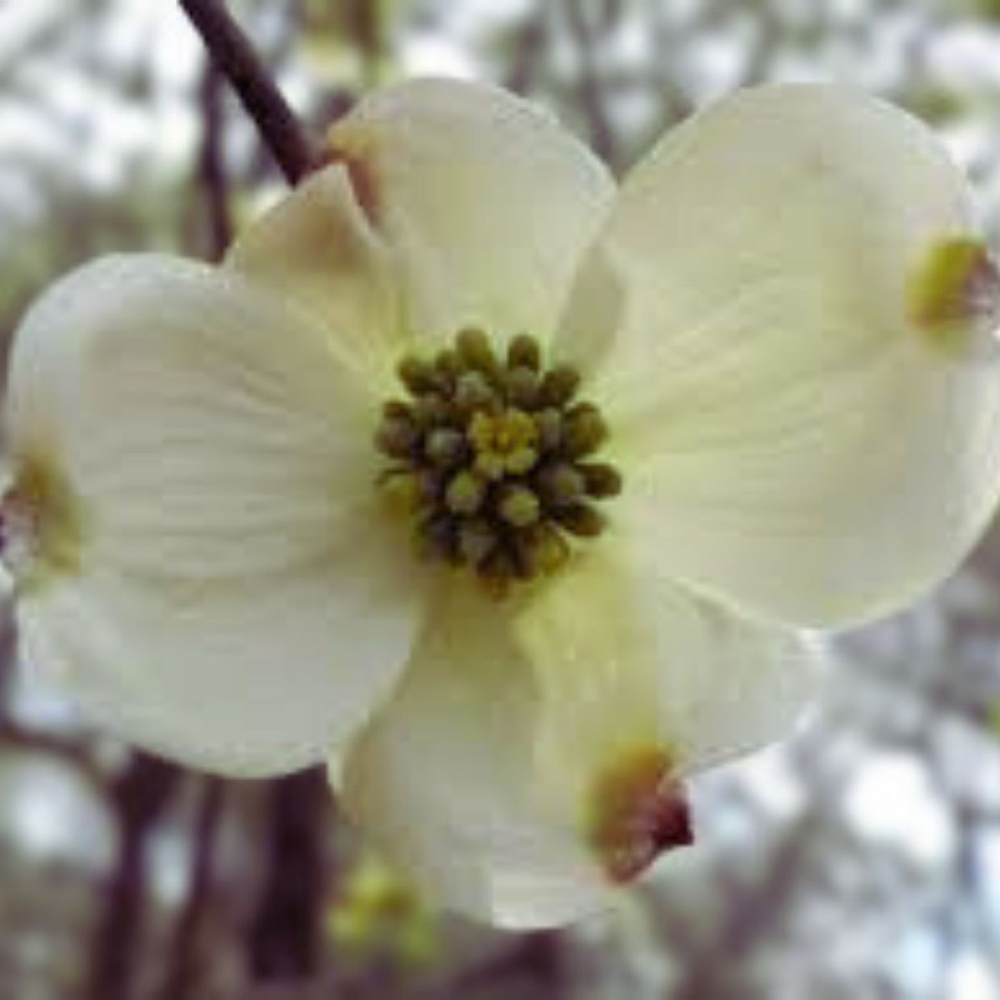 Flowering Dogwood Tree Seeds - 20 Seeds - Cornus florida - Native American Tree for Garden or Landscaping - Made in USA