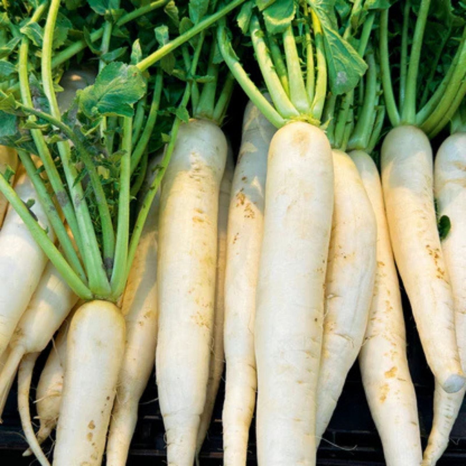Japanese Daikon Radish Seeds - 100 Heirloom Non-GMO Seeds for Planting - Raphanus sativus var. longipinnatus