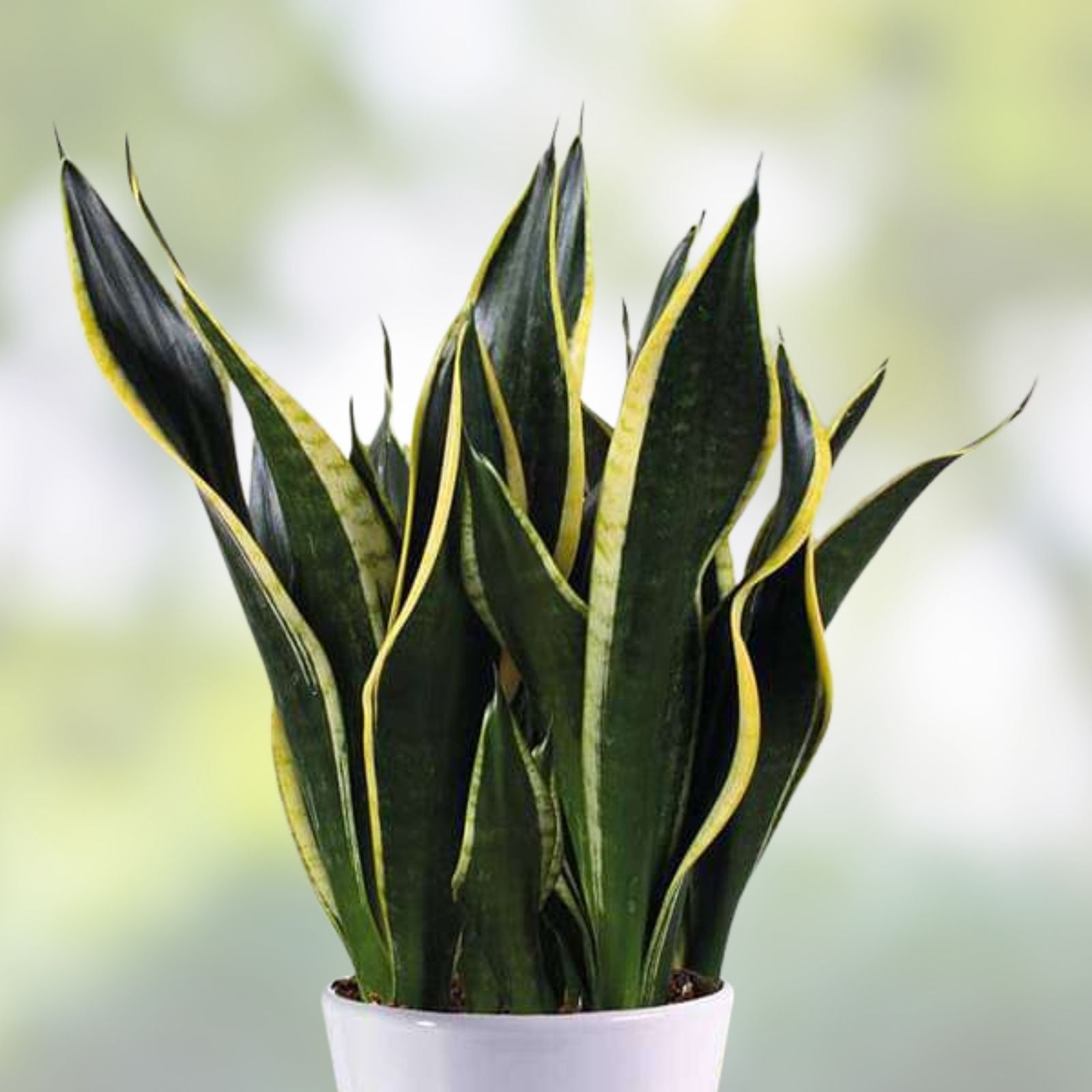Sansevieria Snake Plant Leaf Cuttings 4 Pack Indoor Air Purifying Succulents Sansevieria trifasciata