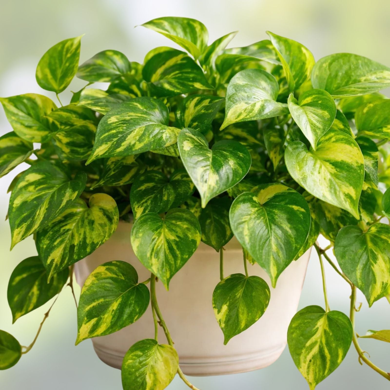 Golden Pothos Vine Cutting 10’ Variegated Live Houseplant, Epipremnum aureum, Air Purifier, Indoor Plant, Trailing Green Plant