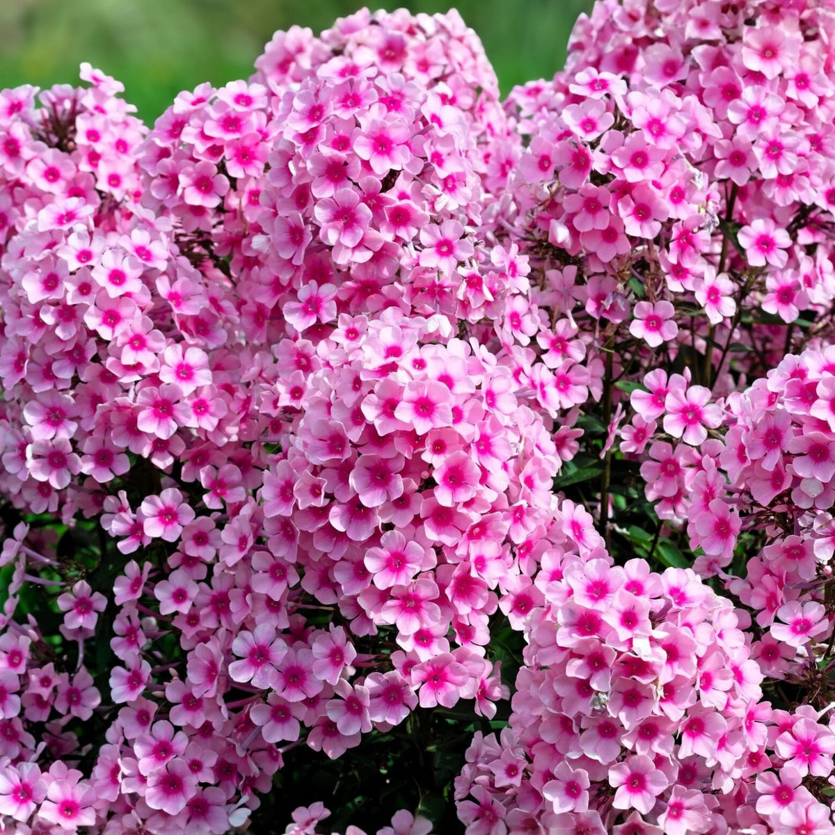 Phlox Seeds 125 Count Azure Beauty Annual Garden Flower Seeds Phlox paniculata