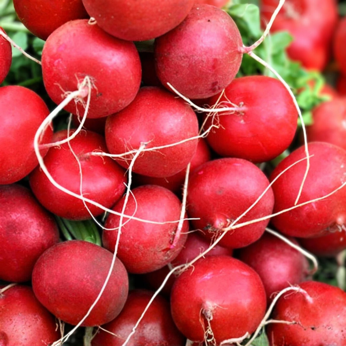 Cherry Belle Radish Seeds - Heirloom Variety, Crisp and Tasty, 50+ Seeds, Raphanus sativus