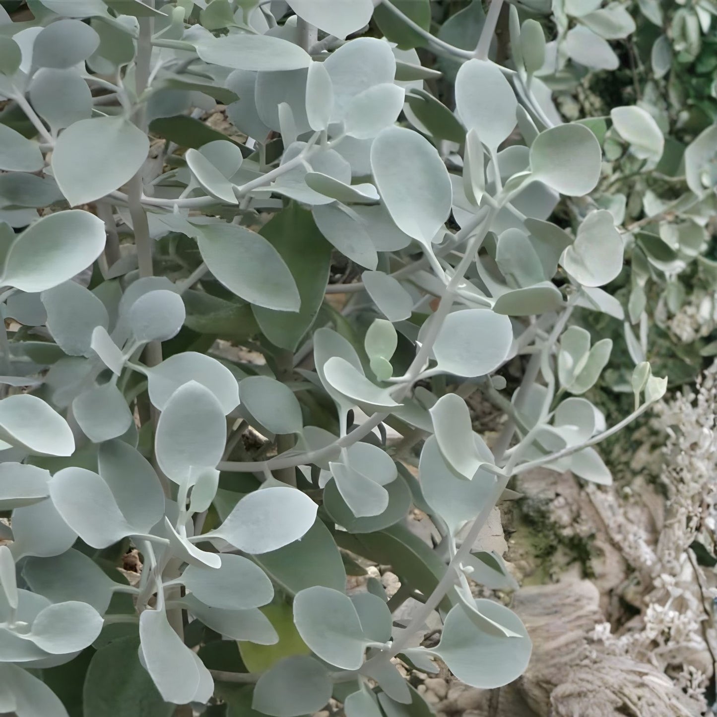 Kalanchoe Hildebrandtii Cutting - Silver Teaspoons Succulent 5" Indoor Plant, Low Maintenance, Decorative Greenery, Bracteata