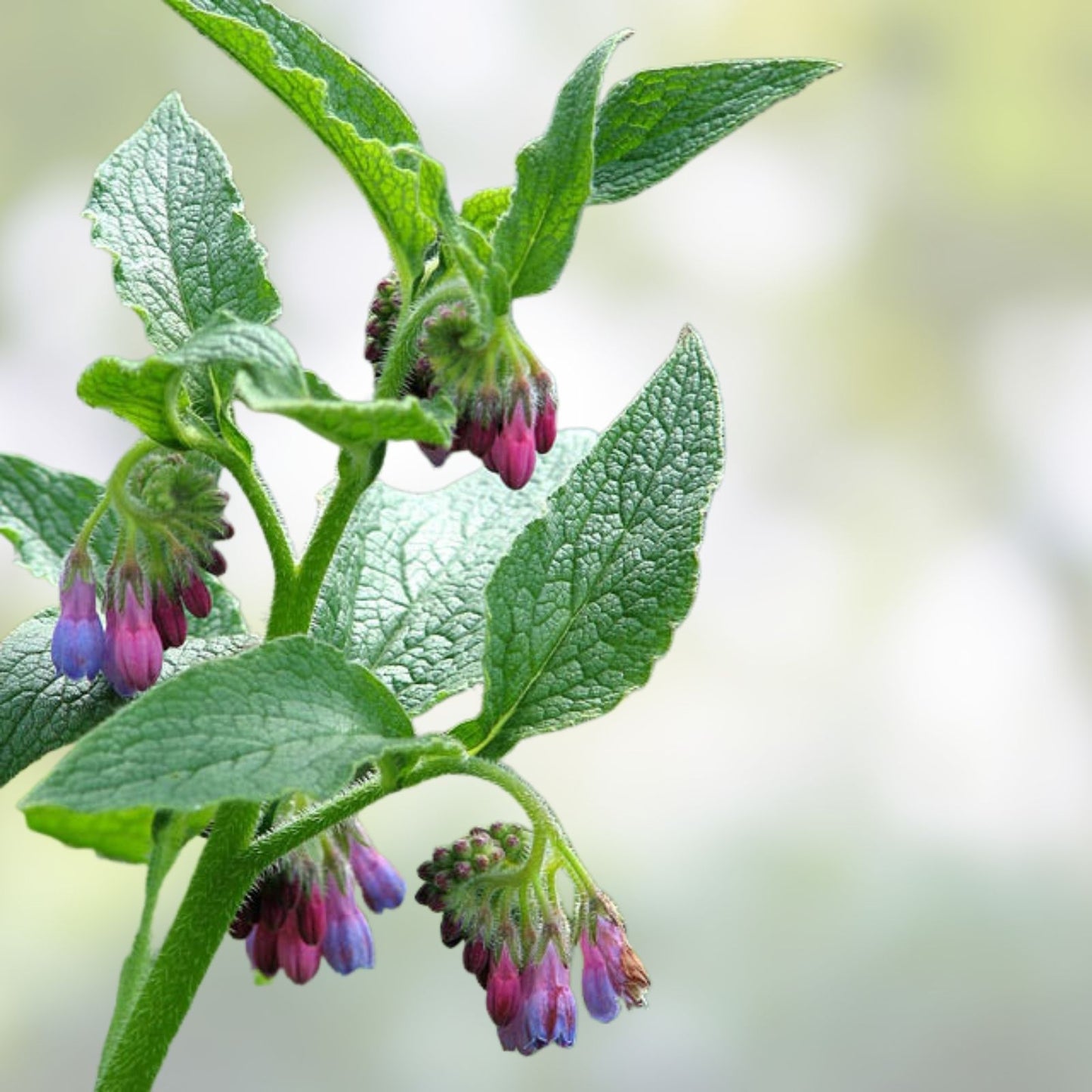Comfrey Root Cutting Bocking 4 Variety Symphytum x uplandicum Herbal Plant for Garden and Medicinal Use