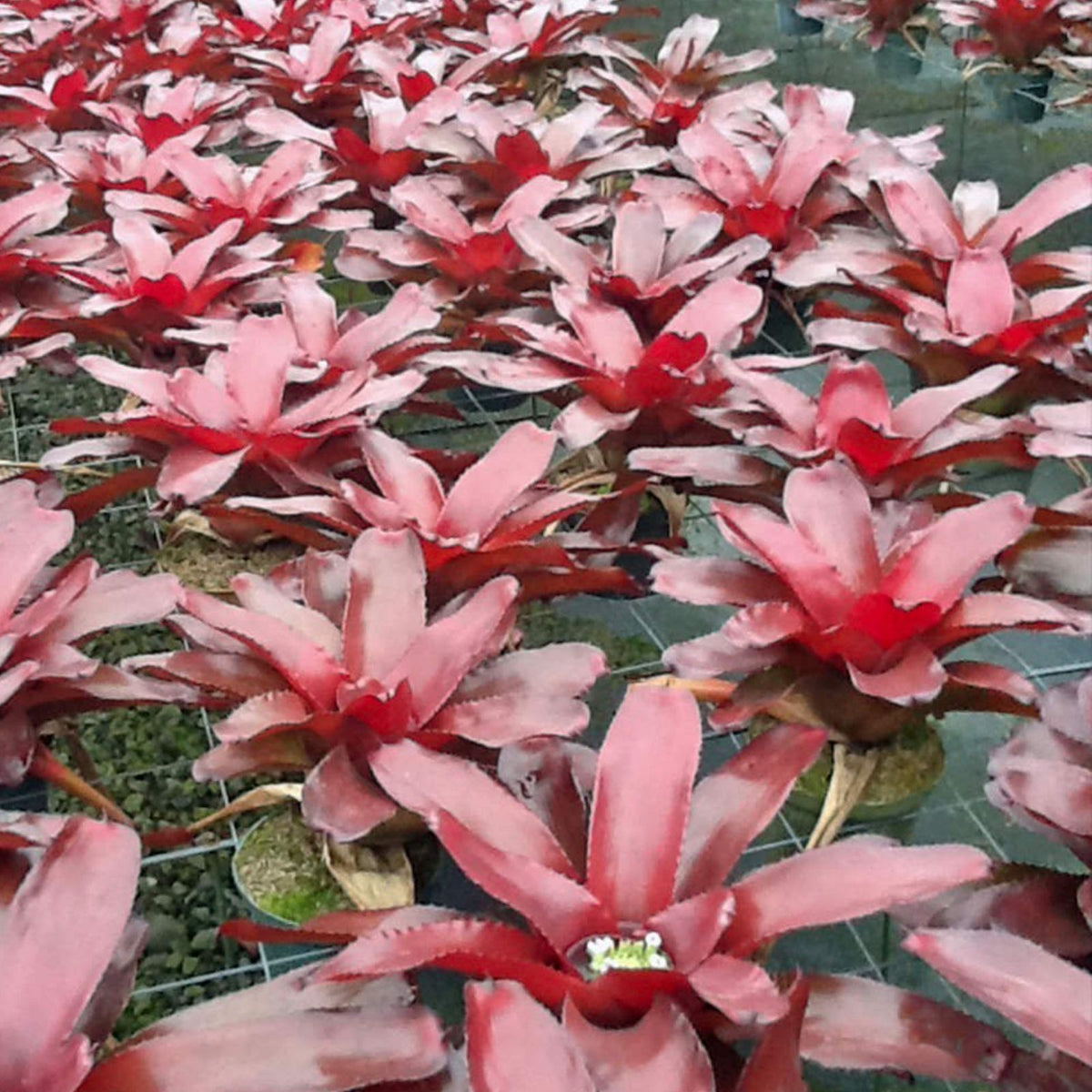 Neoregelia Avalon Bromeliad Plant 6" Pot - Copper Burgundy Foliage - Neoregelia 'Avalon' for Landscape Decor