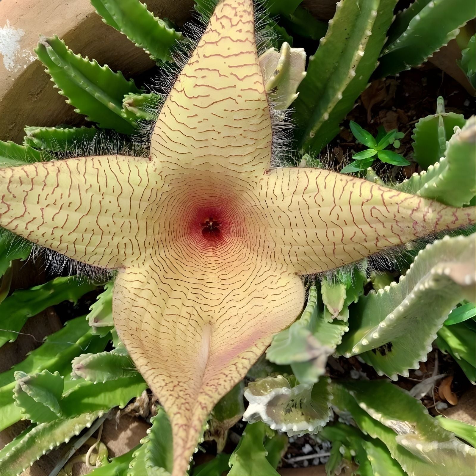 Stapelia Grandiflora Cuttings - Red Starfish Toad Cactus - Unique Carrion Plant - Easy to Grow Succulent