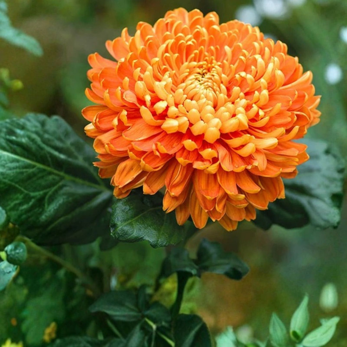 Chrysanthemum Seeds 200+ Honeyed Blaze Mum Annual Flowering Variety for Gardens Landscapes Chrysanthemum indicum