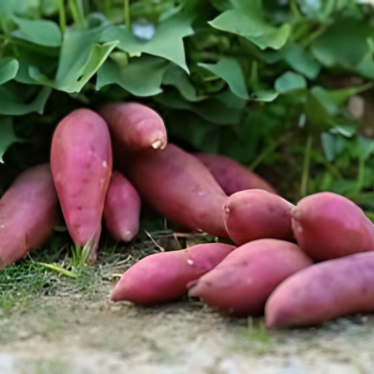 Red Japanese Sweet Potato Slips - 10 Organic Cuttings - Ipomoea batatas - Sweet Potato Vine, Edible Root, Organic Gardening