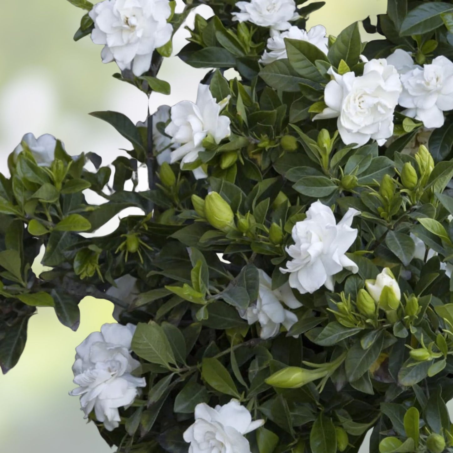 Cape Jasmine Flower Seeds 25 Pack – Small Flowering Bush Gardenia jasminoides – Fragrant White Flowers for Garden Planting