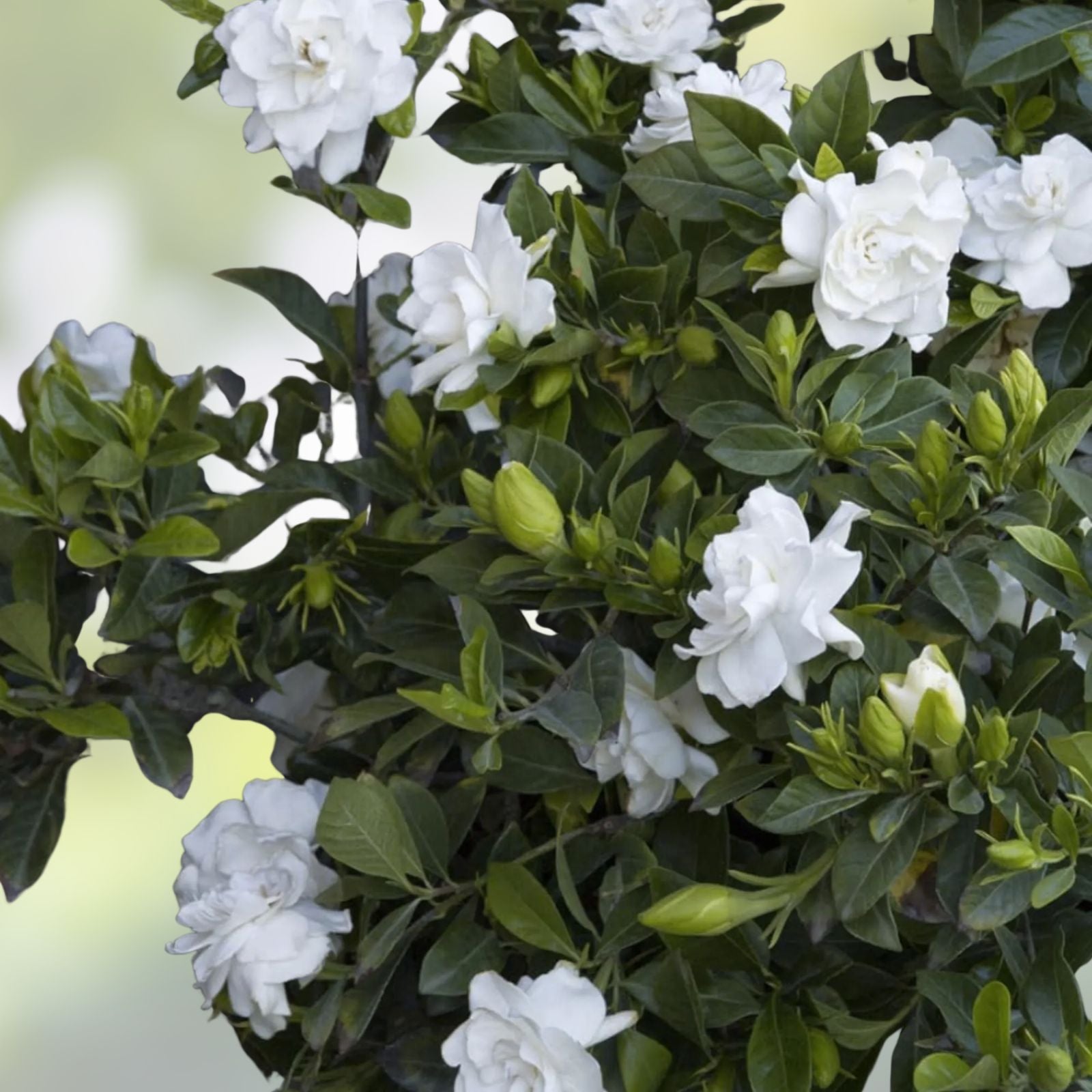 Cape Jasmine Flower Seeds 25 Pack – Small Flowering Bush Gardenia jasminoides – Fragrant White Flowers for Garden Planting