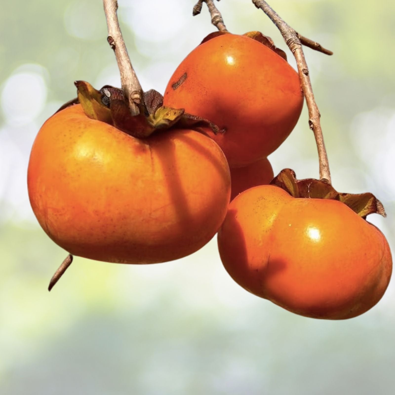 Fuyu Persimmon Tree Sapling 1-2ft Diospyros Kaki Bare Root Hardy Fruit Tree for Zones 7-10