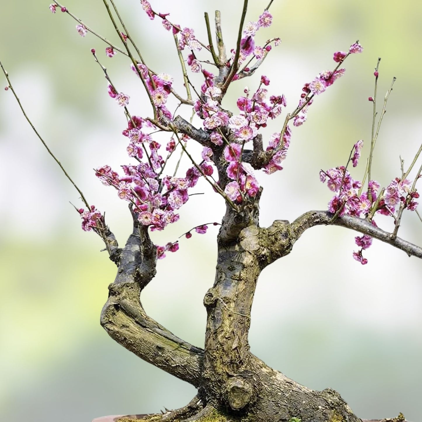 Flowering Plum Bonsai Tree Seeds - 10 Pack - Prunus triloba - Home Gardening & Bonsai Cultivation
