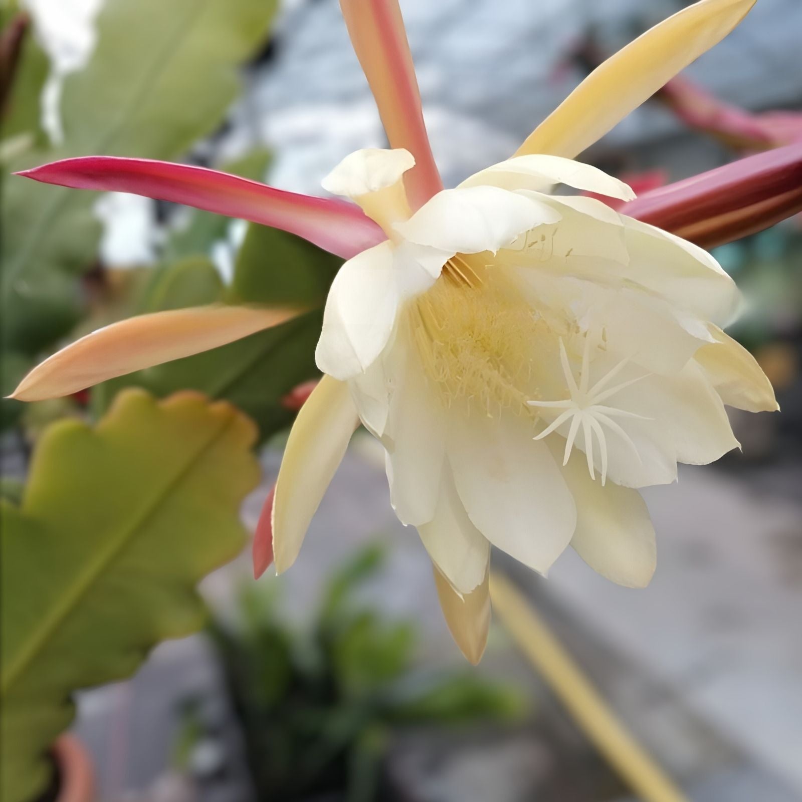 Epiphyllum Orchid Cactus Cuttings 6 Pack White Pink Crenatus Variety Live Plant Succulent Houseplant