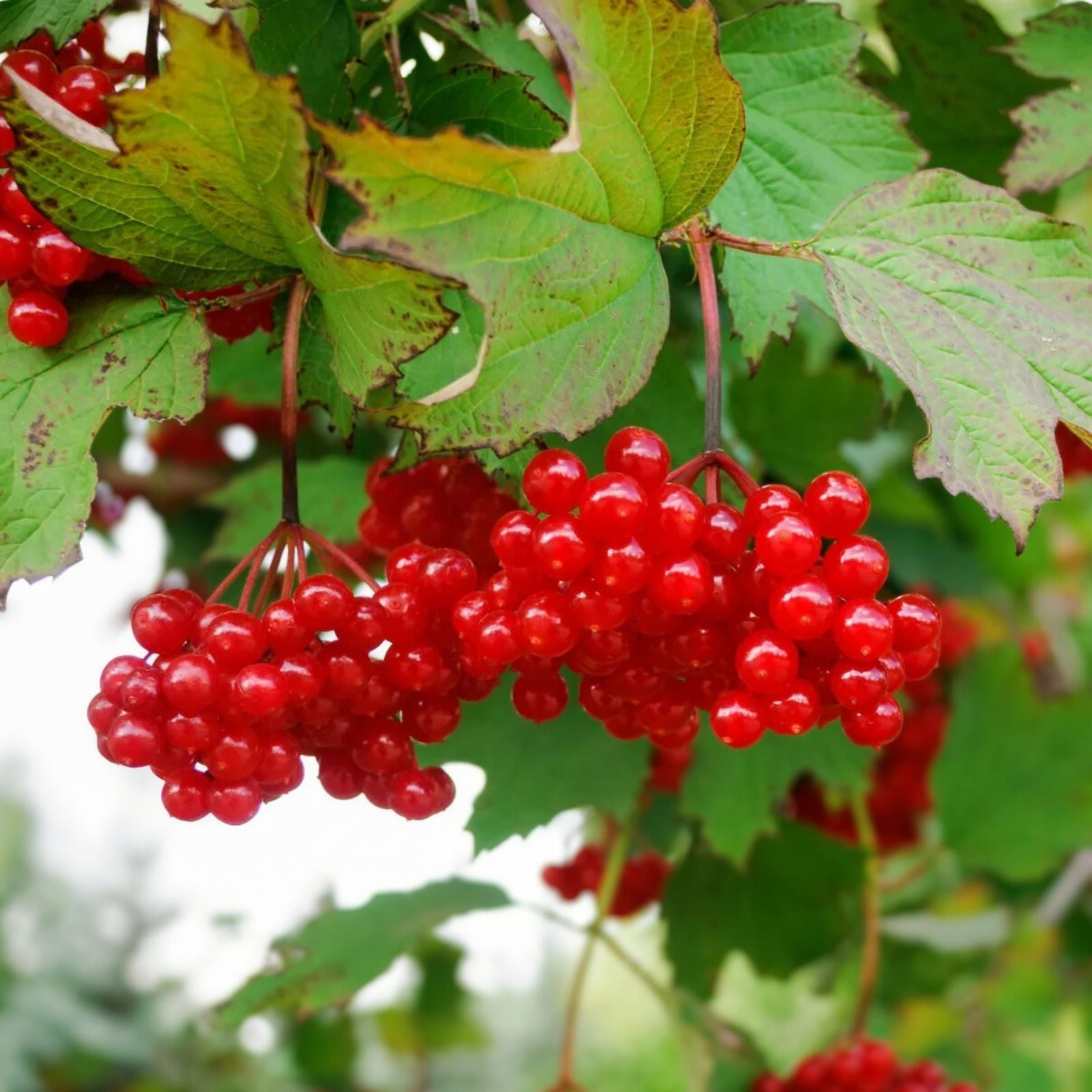 American Highbush Cranberry Seeds 30 Pack – Viburnum trilobum Fruit-Bearing Hardy Shrub Seeds for Planting