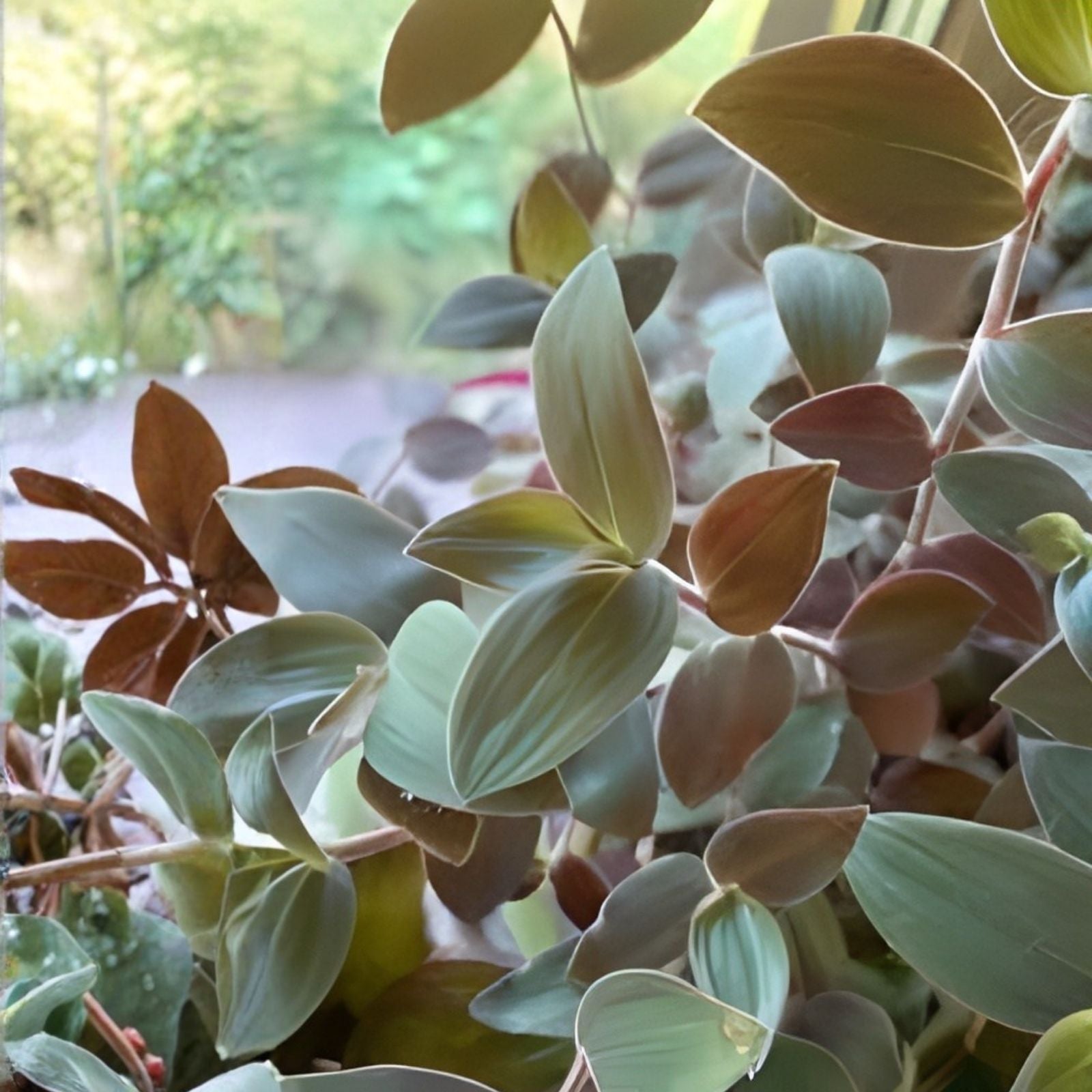 Tradescantia Starter Plant - Baby Bunny Bellies - Rare Soft Foliage - Tradescantia chrysophylla - Live Houseplant, Indoor Plant, Green Foliage