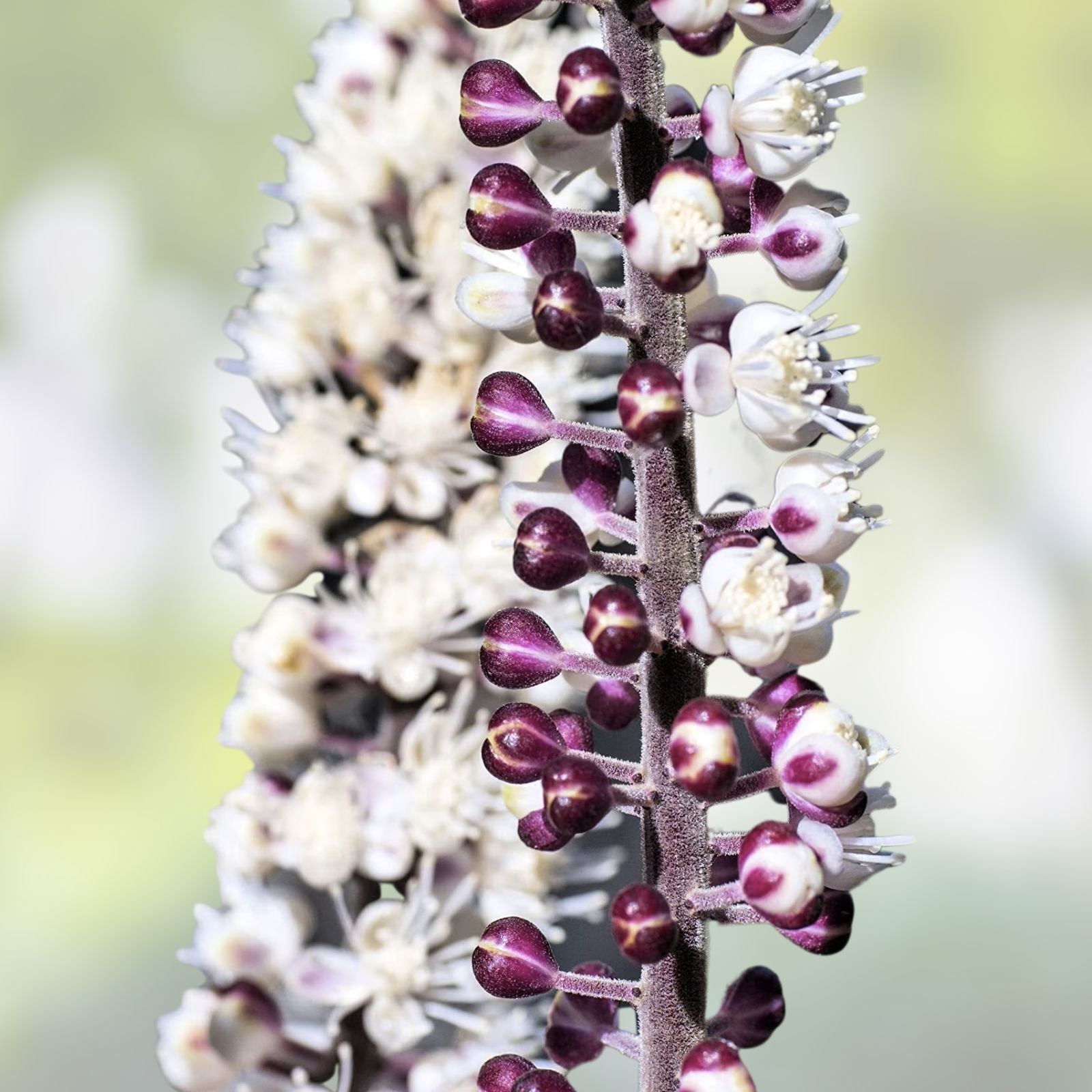 Black Snakeroot Seeds 15 Pack - Rare Cimicifuga racemosa Perennial Herb for Gardening and Landscaping