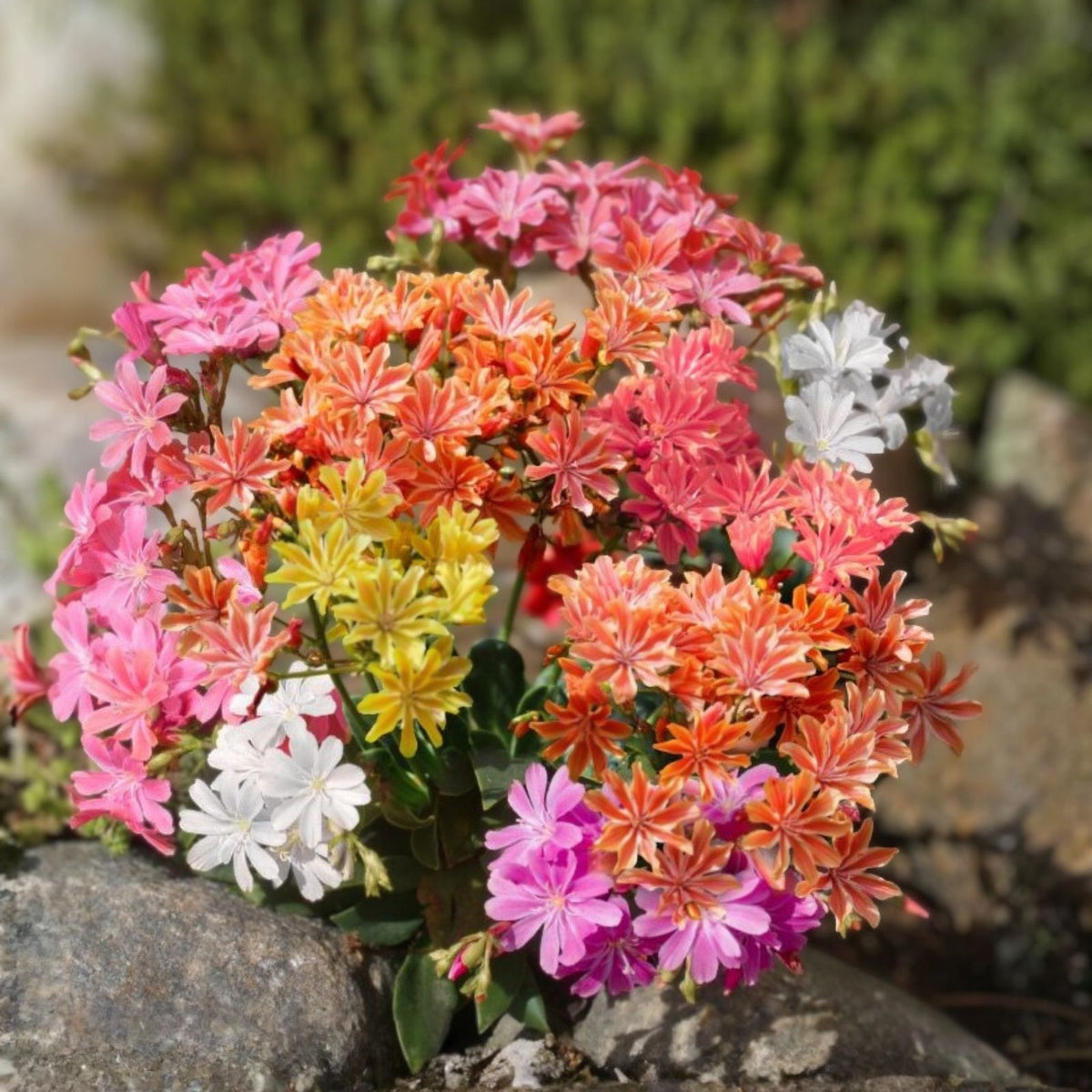 Lewisia Seeds Retro Pop Mix 35 or 100 Non-GMO Colorful Flower Seeds Garden Variety Lewisia