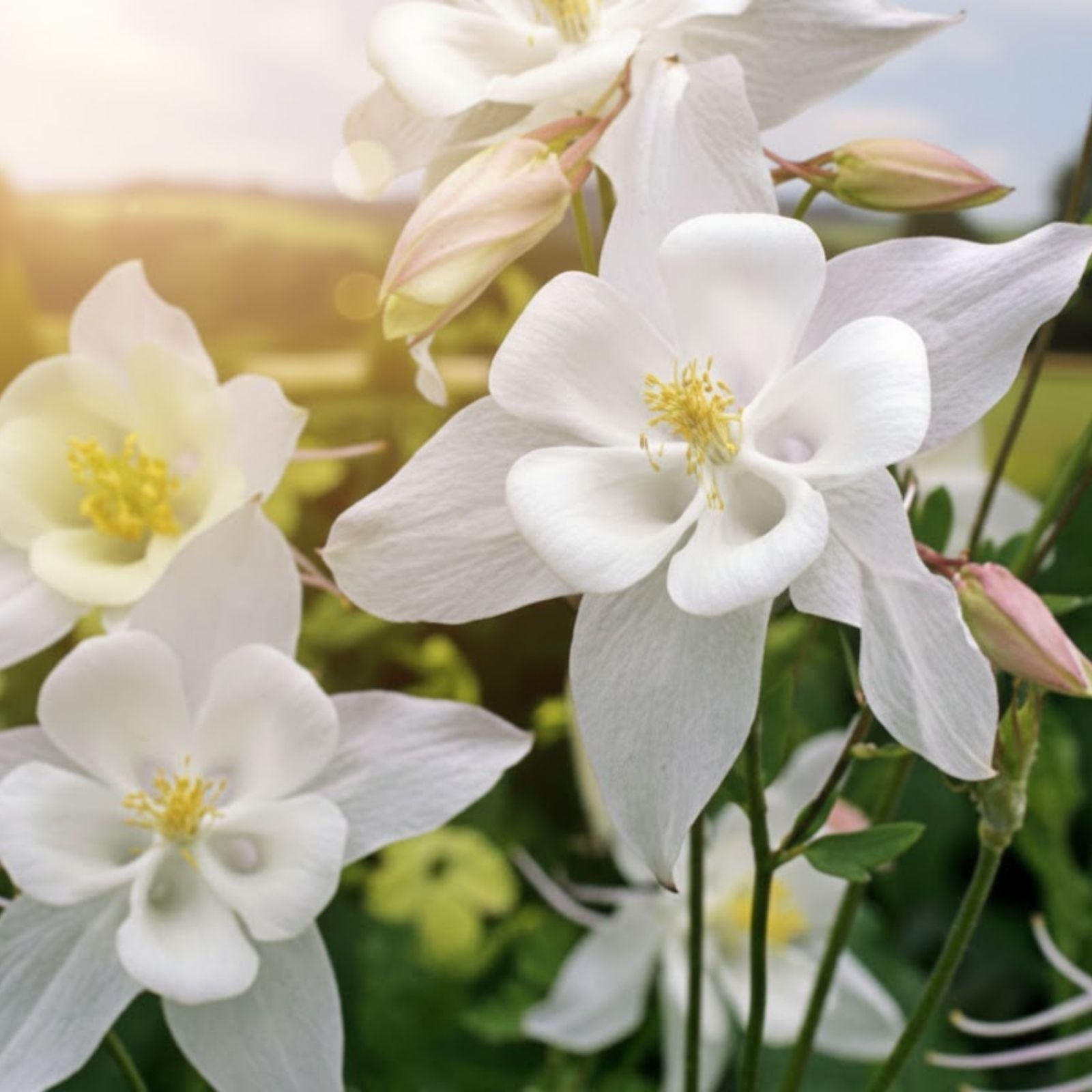 Columbine Seeds for Planting - Crystal White Variety - Aquilegia caerulea - Vibrant Wildflowers for Garden and Landscaping