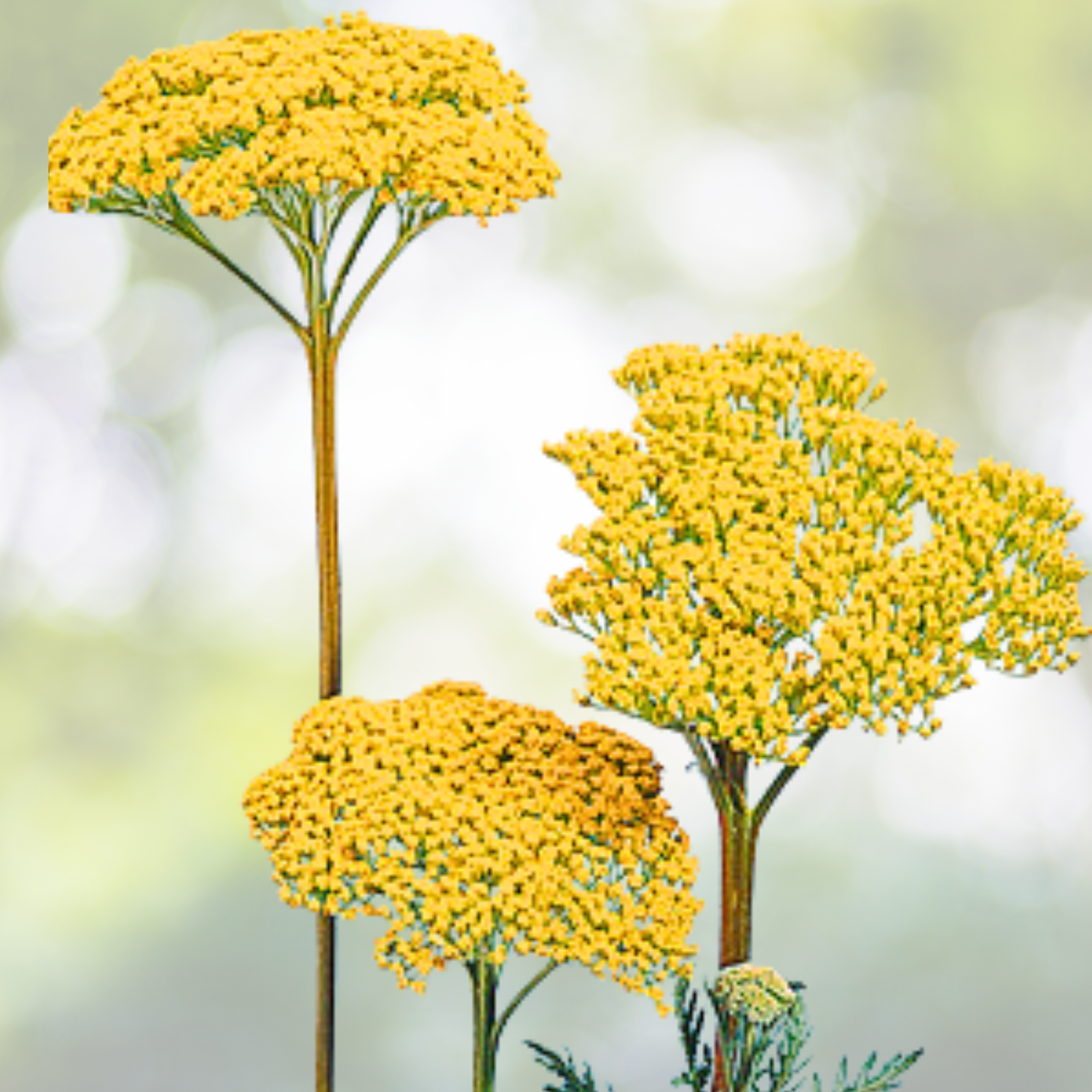 Yarrow Seeds - 1500 Non-GMO Fernleaf Yellow Flowers - Medicinal Pollinator Plant (Achillea millefolium)