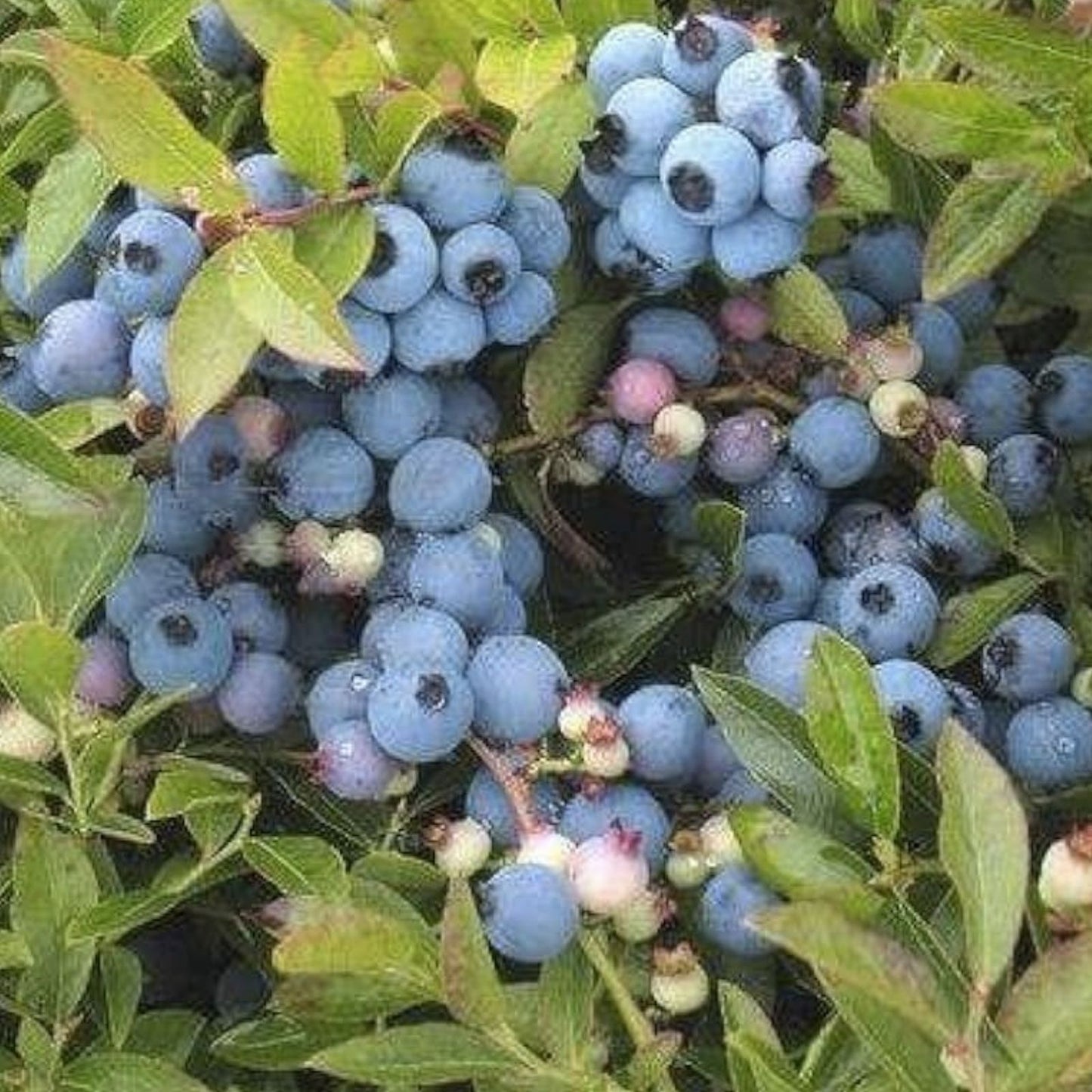 Lowbush Blueberry Seeds 30 Count Organic Vaccinium angustifolium American Grown from Iowa