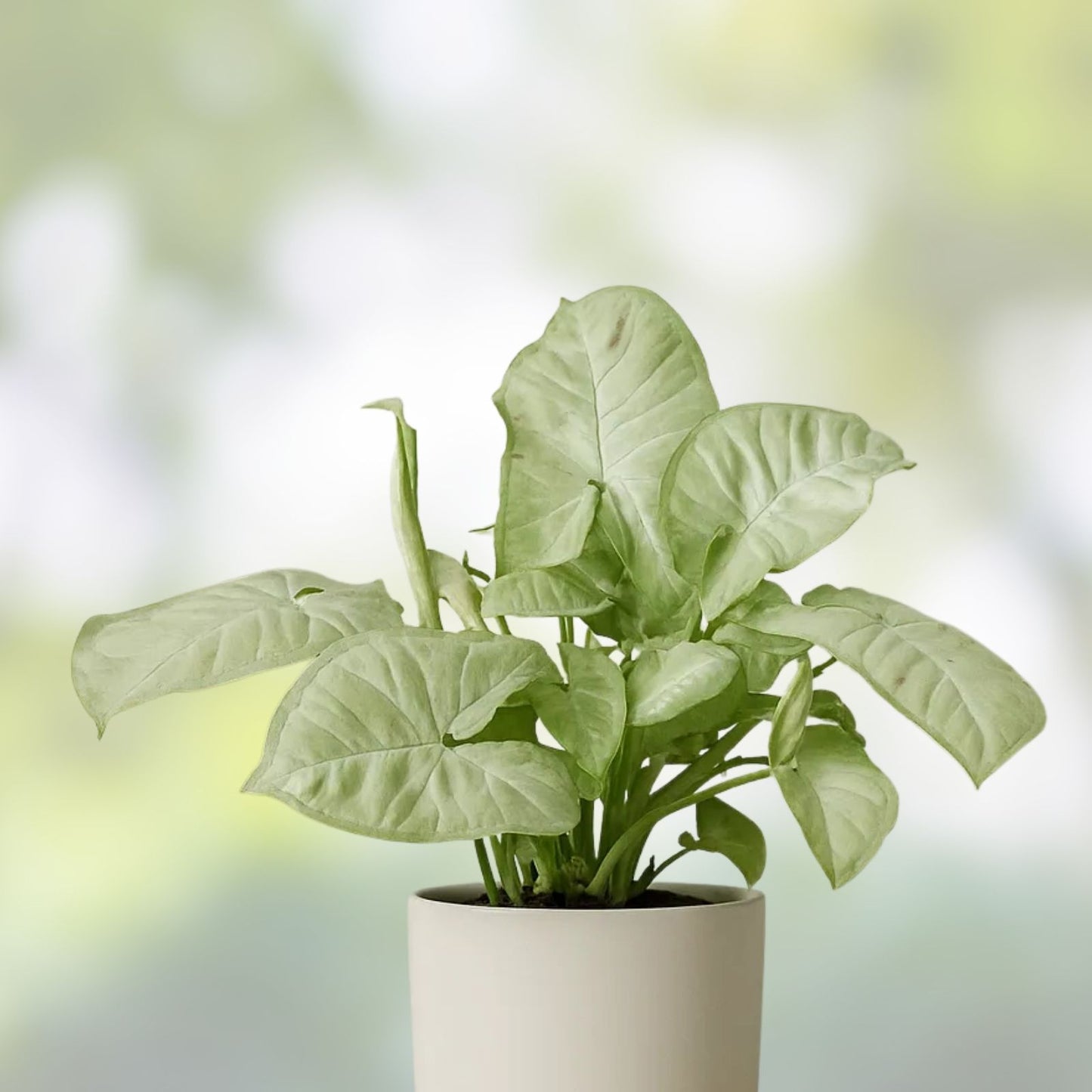 Syngonium Milk Confetti Cuttings - 2 Indoor Plant Cuttings with Extras - Syngonium podophyllum Houseplant
