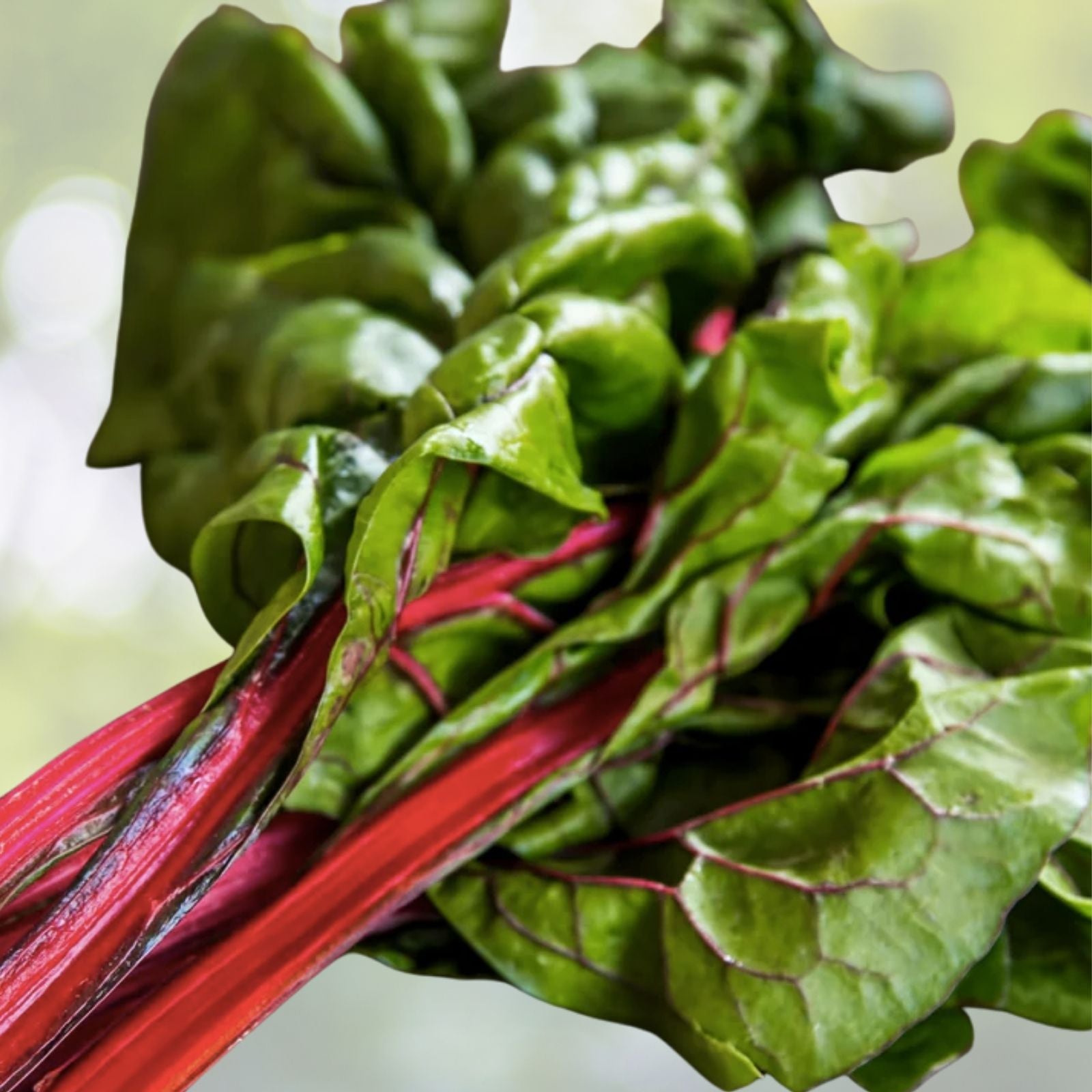 Organic Red Swiss Chard Seeds - 50+ Pack - Rhubarb Perpetual Spinach - Garden Fresh Seeds - USA Grown