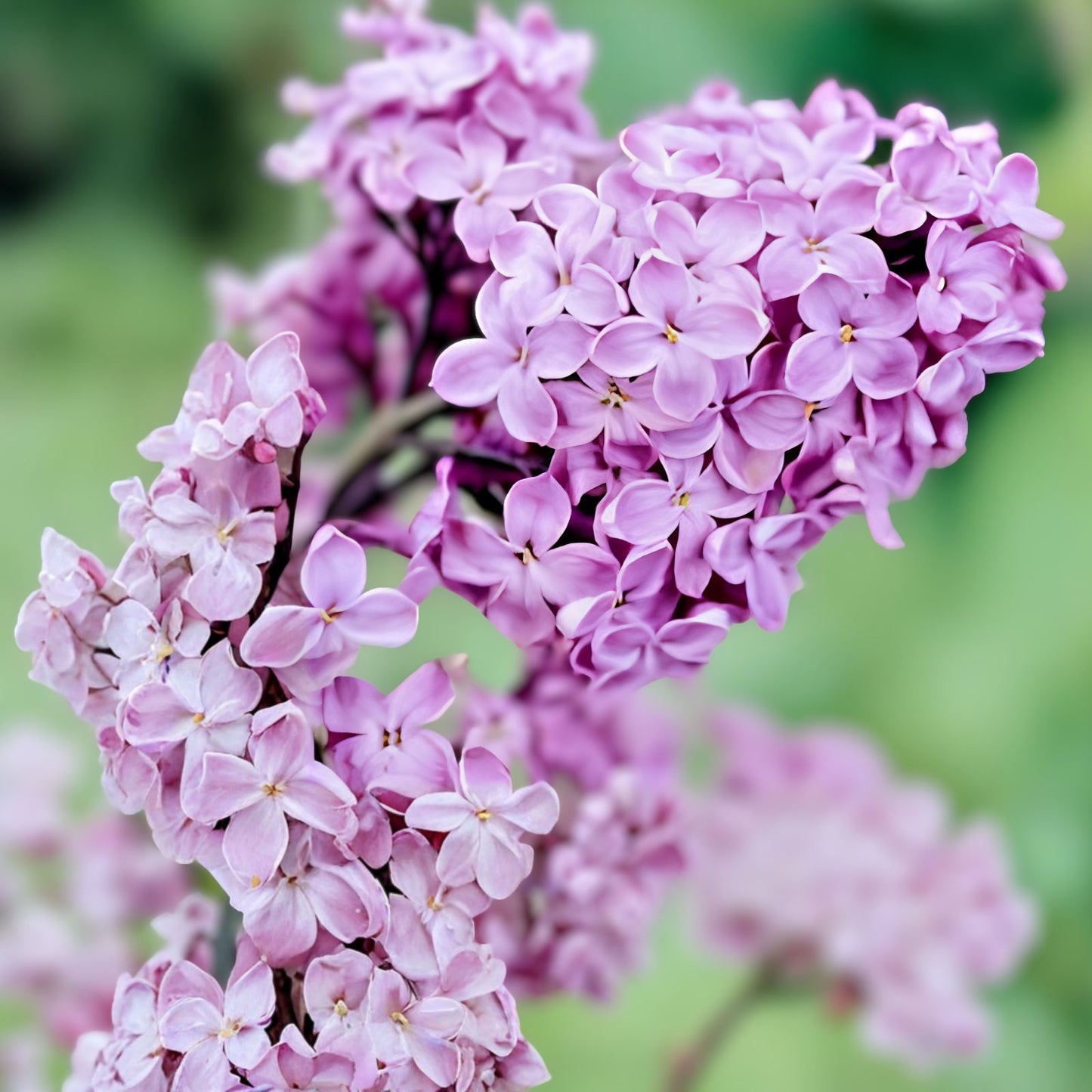 Purple Lilac Seeds 25 Pcs Syringa vulgaris Garden Flower Seeds for Spring Planting Live Plant Cutting Bare Root