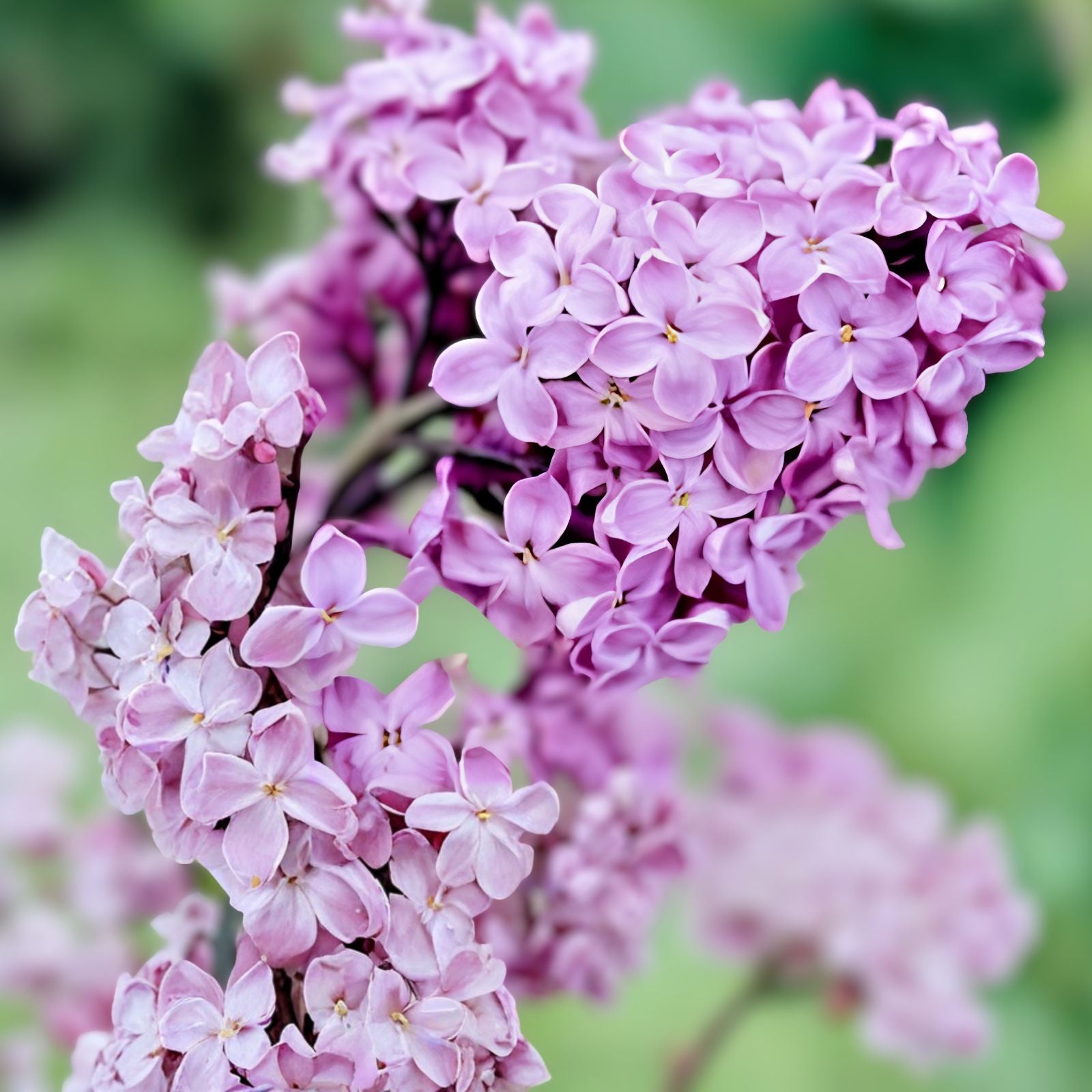 Purple Lilac Seeds 25 Pcs Syringa vulgaris Garden Flower Seeds for Spring Planting Live Plant Cutting Bare Root