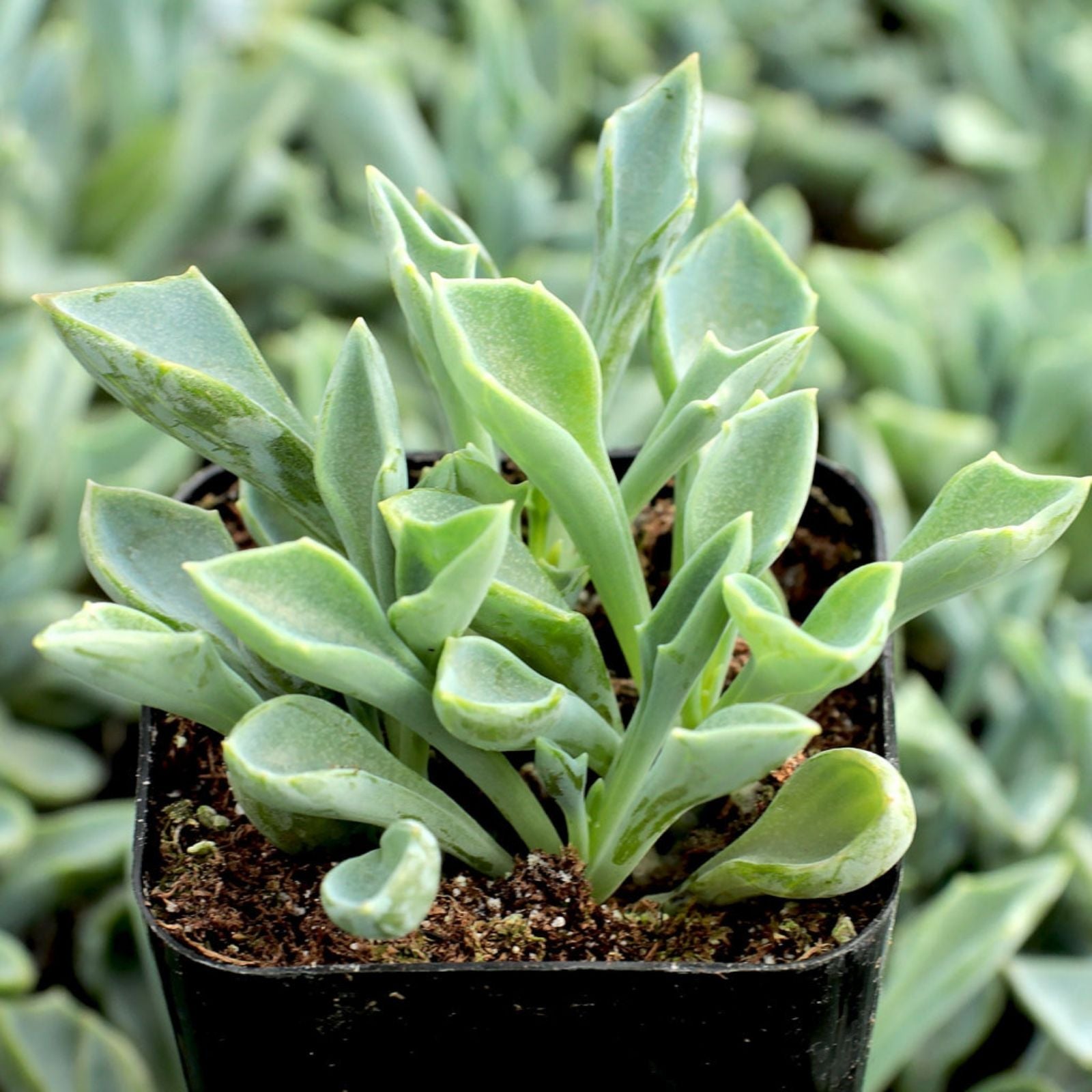 Senecio Spear Plant Cuttings 5+ inches Rare Succulent Kleiniformis Healthy 3-Pack