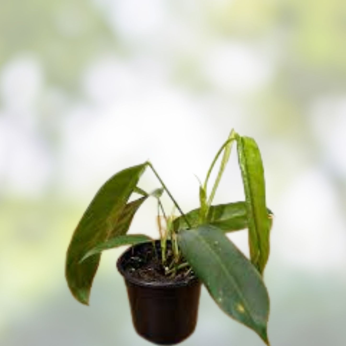 Philodendron Mexicanum Unrooted Cuttings Set of 5, Tropical Houseplant for Propagation, Indoor Plant Decor