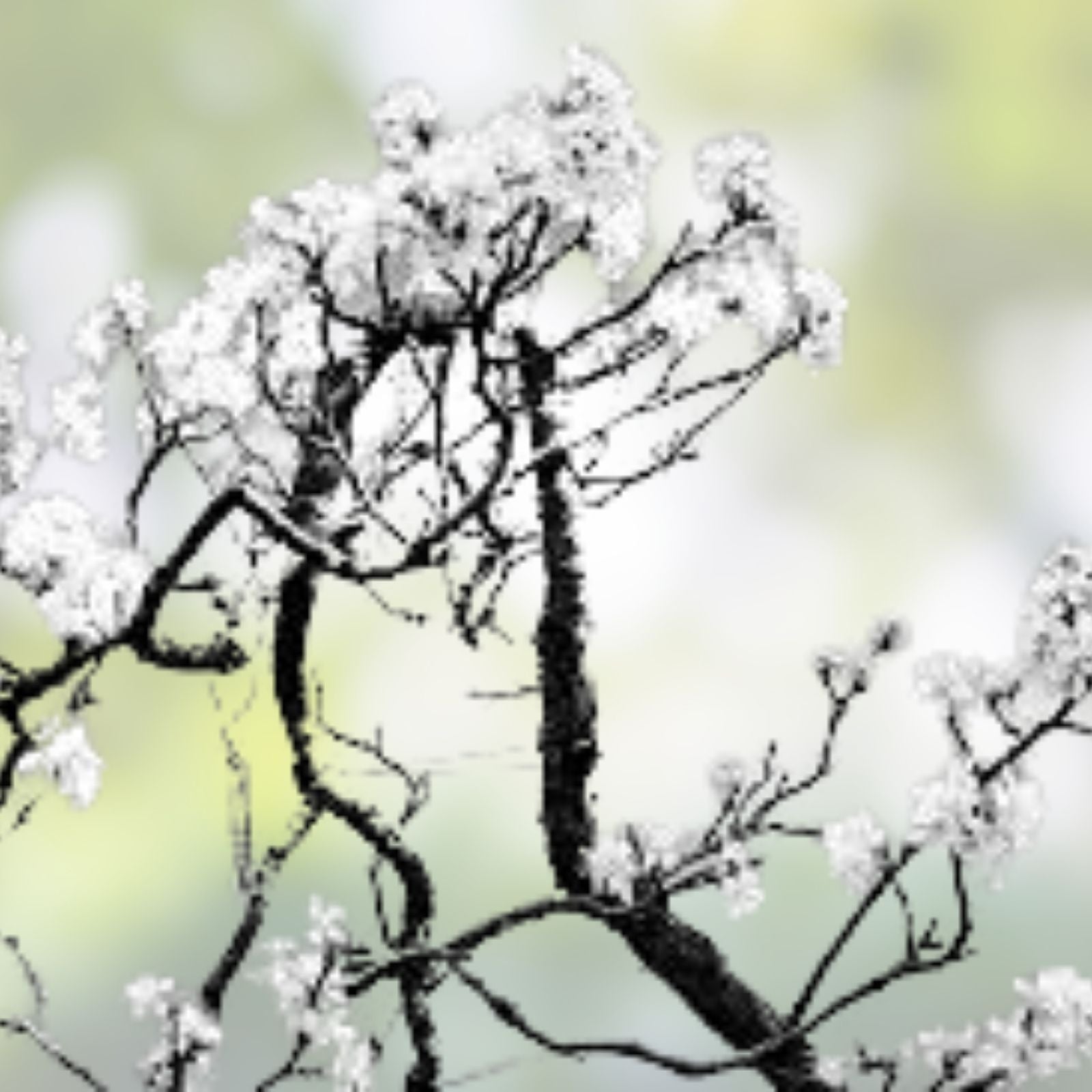 Cherry Tree Bonsai Seeds 20 Pack – Prunus avium – Ideal for Planting and Growing Bonsai Trees