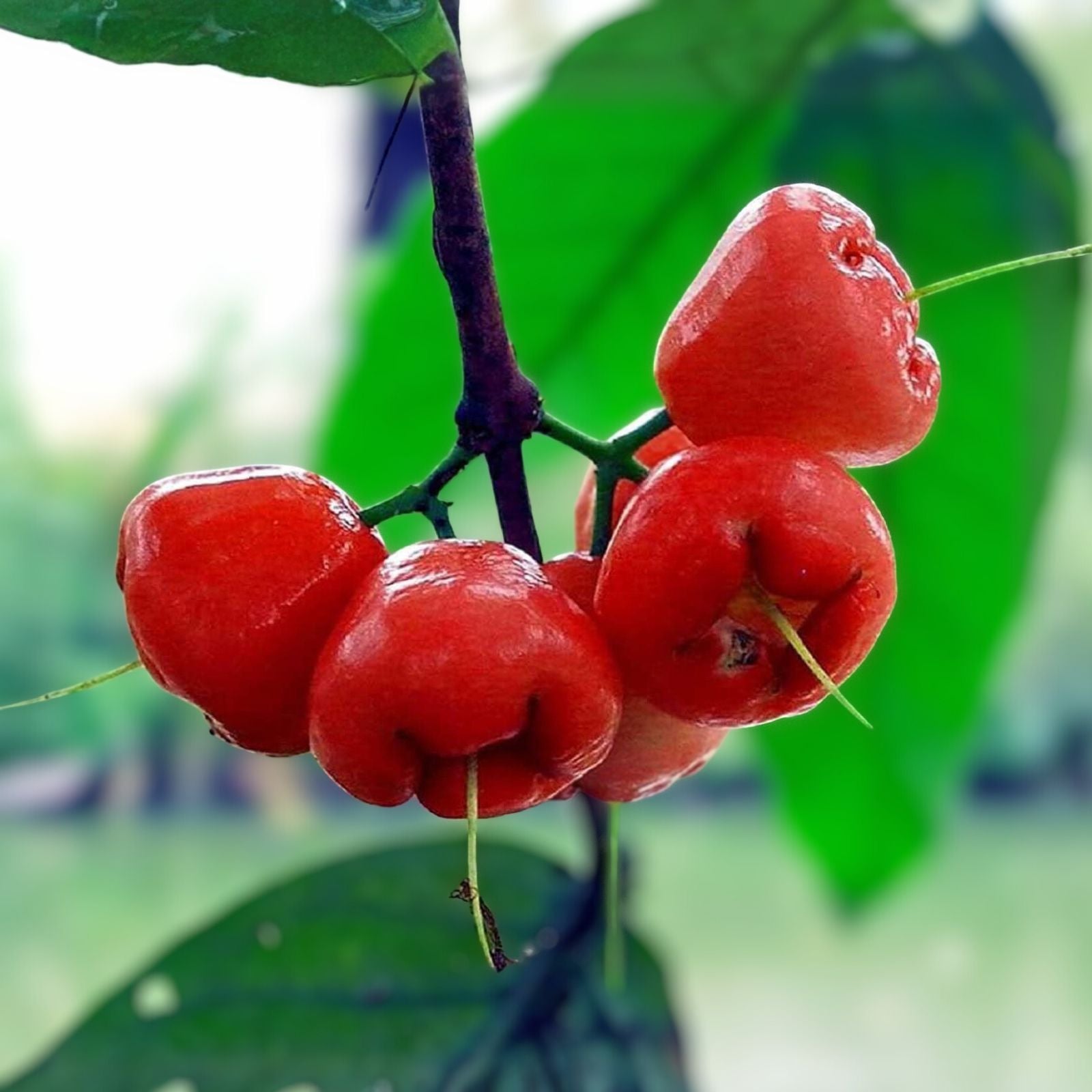 Red Wax Jambu Tree 2-3 Feet - Airlayered Syzygium samarangense, Potted Plant, Tropical Fruit Tree, Fast Shipping