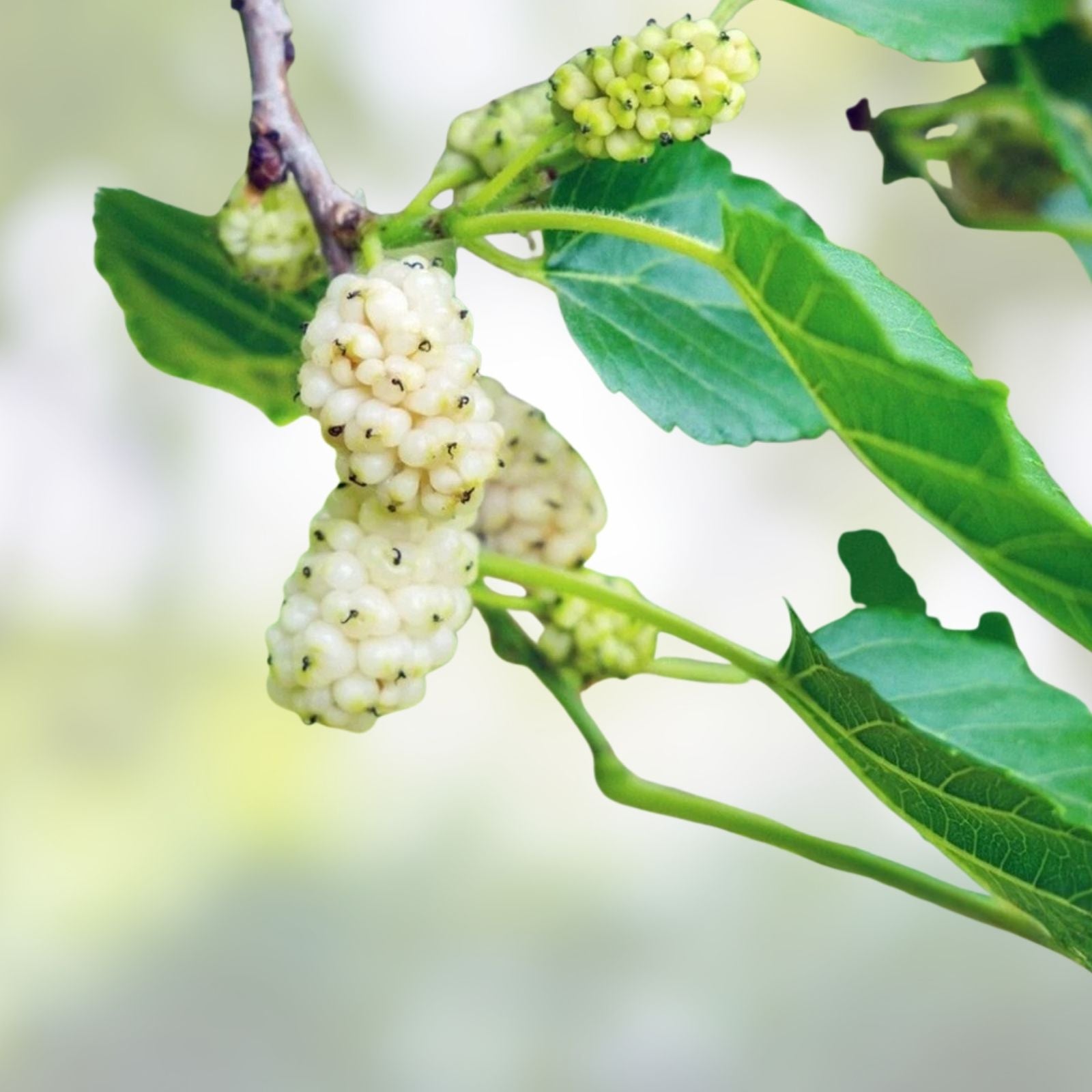 White Mulberry Tree Seeds 50+ Count – Edible Sweet Fruit Morus alba – USA Seller Free Shipping