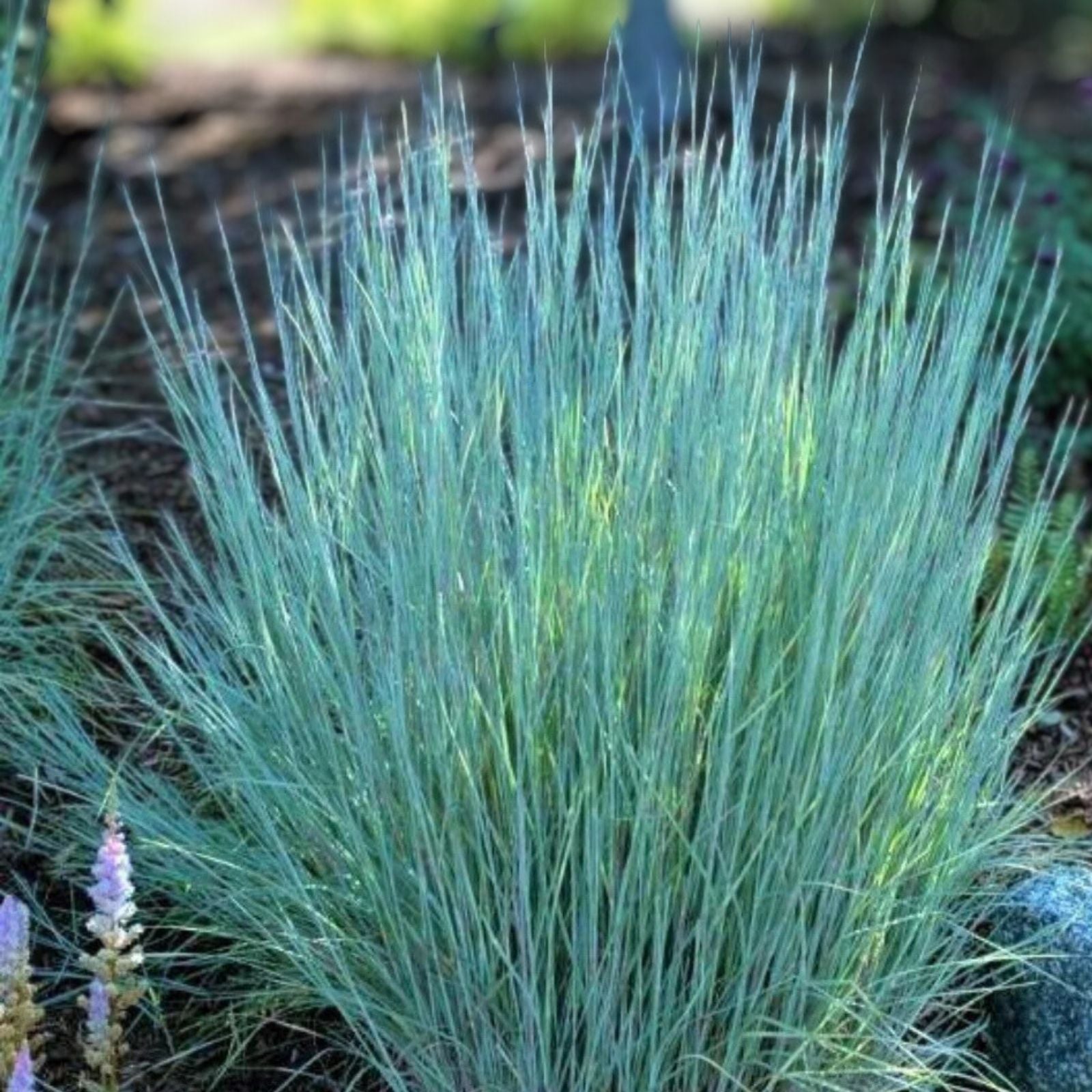Little Bluestem Grass Seeds 100 Count - Ornamental Perennial Schizachyrium scoparium for Landscaping and Wildflower Gardens