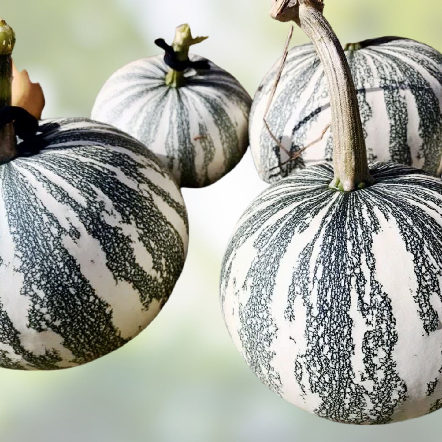 Silver Edge Pumpkin Seeds 10 Pack – Striped Squash Cucurbita pepo Live Plant Cutting Bare Root Starter Plant