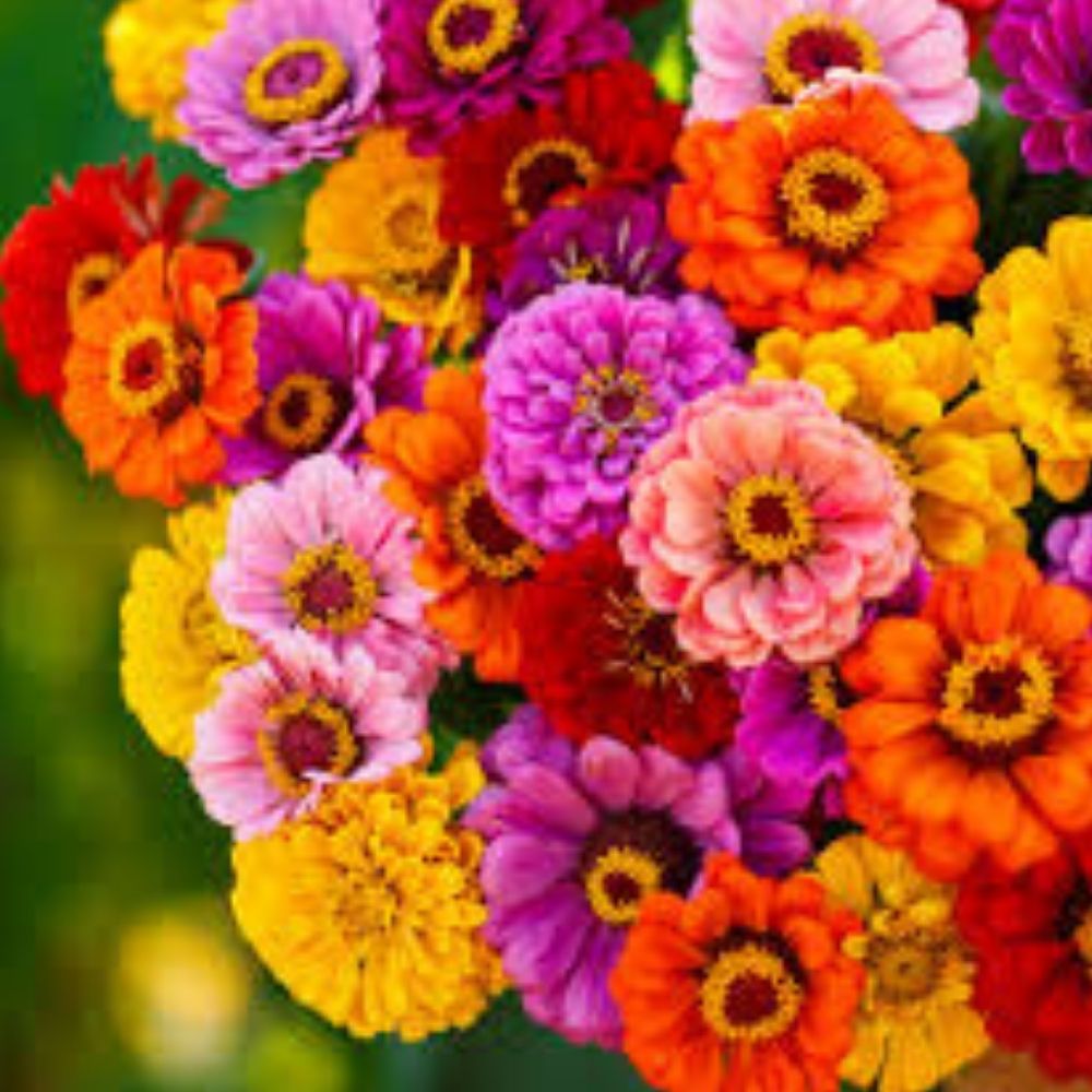 Zinnia Seed Mix 200 Organic Seeds Colorful South of The Border Variety USA Grown Zinnia elegans