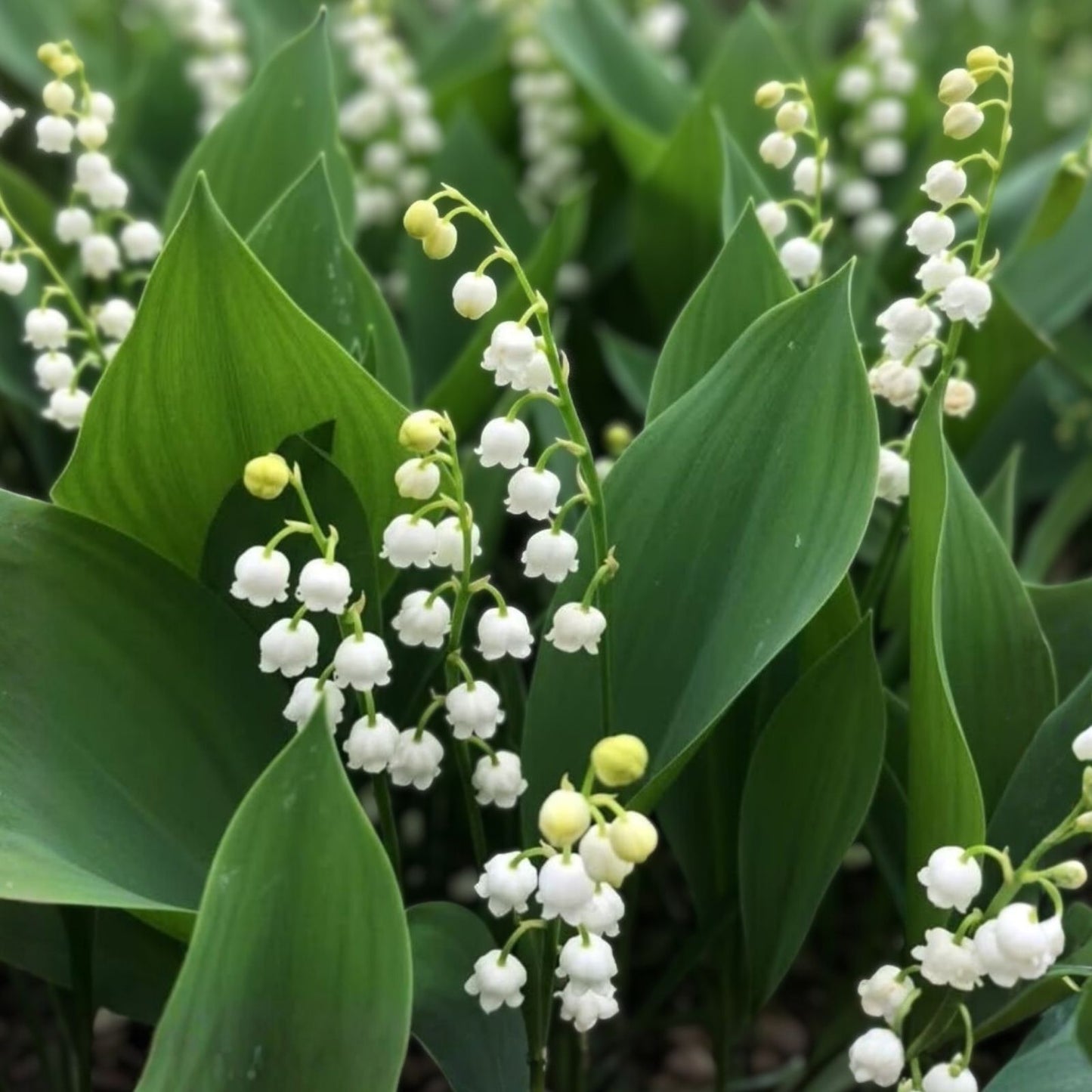 Lily of the Valley Live Plant Set of 6 + 3 Bare Root Pips, Fragrant White Flowers, Convallaria majalis